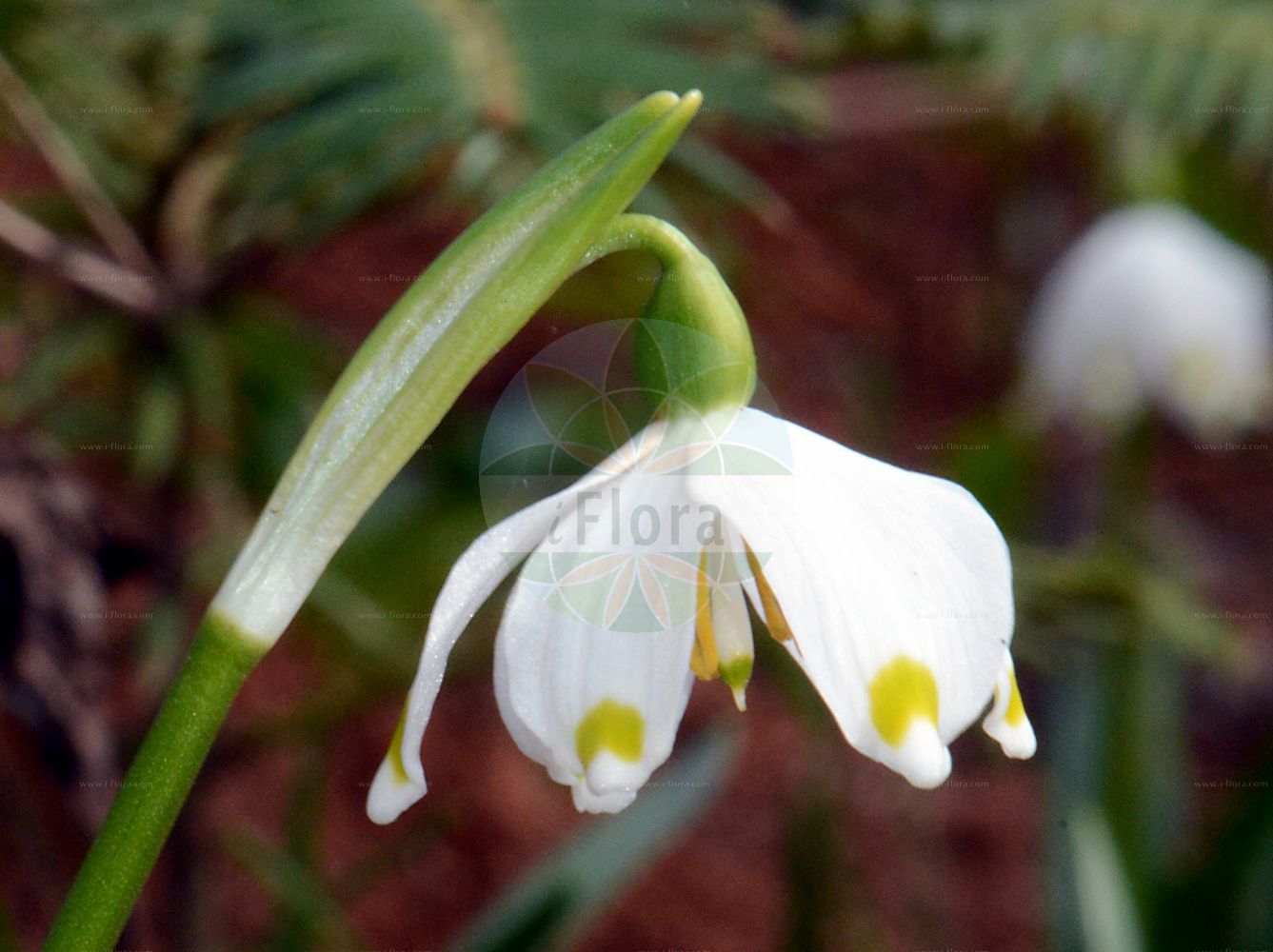Foto von Leucojum vernum (Märzenbecher - Spring Snowflake). ---- Photo of Leucojum vernum (Märzenbecher - Spring Snowflake).(Leucojum vernum,Märzenbecher,Spring Snowflake,Erinosma verna,Galanthus vernus,Leucojum vernum,Nivaria verna,Maerzenbecher,Grosses Schneegloeckchen,Spring Snowflake,Leucojum,Knotenblume,Snowflake,Amaryllidaceae,Narzissengewächse,Amaryllis family)