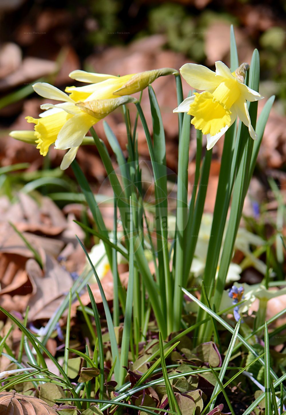Foto von Narcissus pseudonarcissus (Gelbe Narzisse - Spanish Daffodil). Das Foto wurde in Frankfurt, Hessen, Deutschland aufgenommen. ---- Photo of Narcissus pseudonarcissus (Gelbe Narzisse - Spanish Daffodil). The picture was taken in Frankfurt, Hesse, Germany.(Narcissus pseudonarcissus,Gelbe Narzisse,Spanish Daffodil,Ajax pseudonarcissus,Narcissus pseudonarcissus,Gelbe Narzisse,Spanish Daffodil,Daffodil,Lent Lily,Wild Daffodil,Wild Lent Lily,Wild Narcissus,Yellow Daffodil,Narcissus,Narzisse,Daffodils,Amaryllidaceae,Narzissengewächse,Amaryllis family)