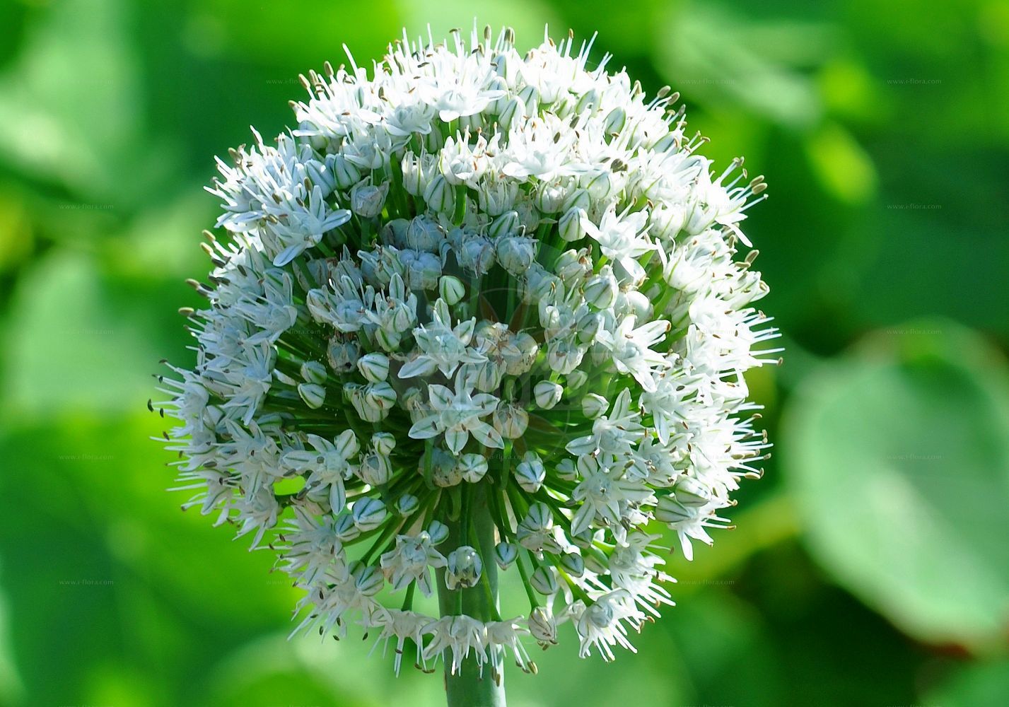 Foto von Allium sativum (Knoblauch - Garlic). Das Foto wurde in Frankfurt, Hessen, Deutschland aufgenommen. ---- Photo of Allium sativum (Knoblauch - Garlic). The picture was taken in Frankfurt, Hesse, Germany.(Allium sativum,Knoblauch,Garlic,Allium arenarium,Allium longicuspis,Allium ophioscorodon,Allium pekinense,Allium sativum,Porrum ophioscorodon,Porrum sativum,Knoblauch,Natter-Knoblauch,Unechte Perlzwiebel,Garlic,Cultivated Garlic,Allium,Lauch,Leek,Amaryllidaceae,Narzissengewächse,Amaryllis family)