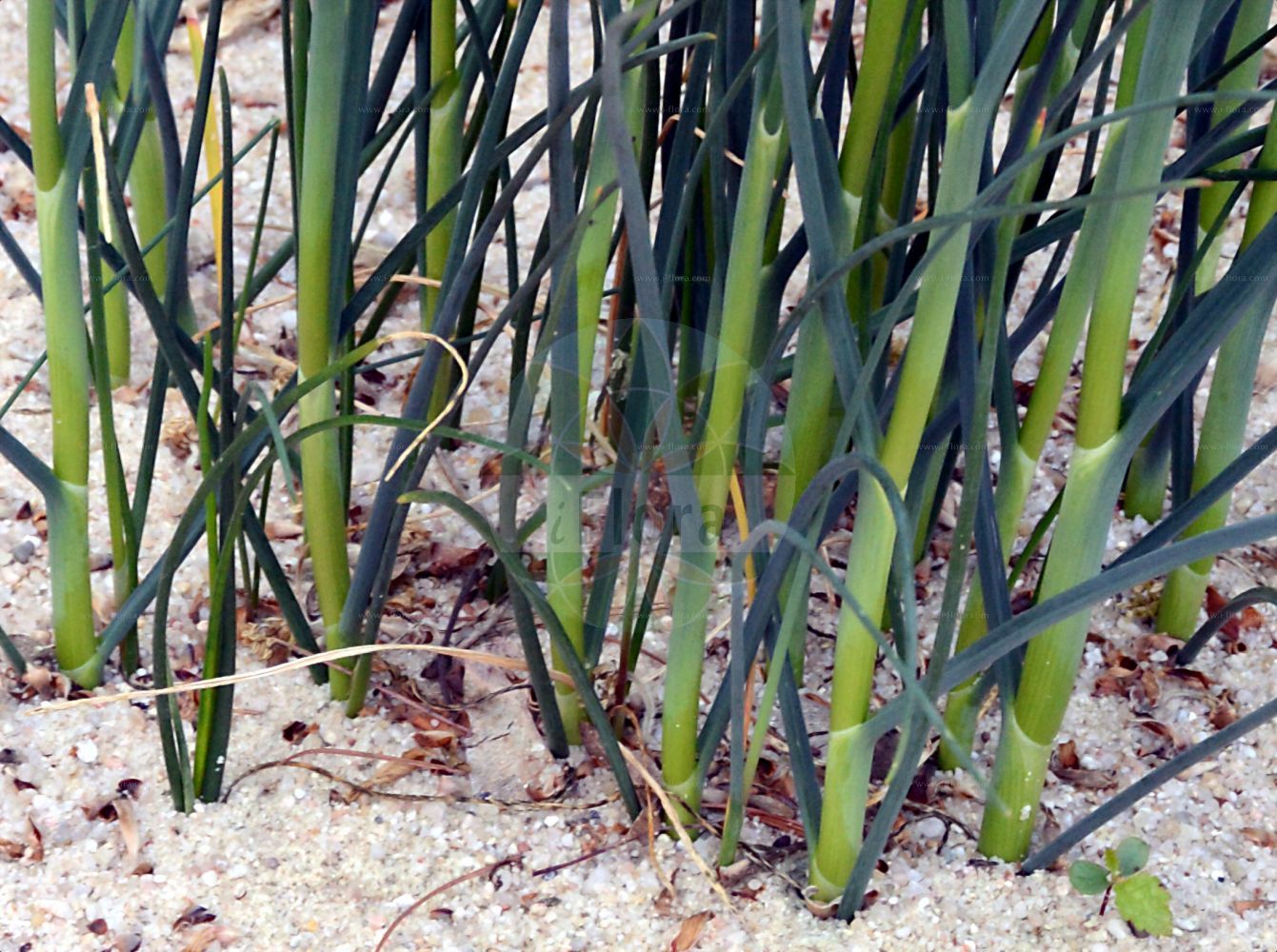 Foto von Allium sphaerocephalon (Kugelköpfiger Lauch - Round-headed Leek). Das Foto wurde in Giessen, Hessen, Deutschland aufgenommen. ---- Photo of Allium sphaerocephalon (Kugelköpfiger Lauch - Round-headed Leek). The picture was taken in Giessen, Hesse, Germany.(Allium sphaerocephalon,Kugelköpfiger Lauch,Round-headed Leek,Allium sphaerocephalon,Porrum sphaerocephaluon,Kugelkoepfiger Lauch,Round-headed Leek,Allium,Lauch,Leek,Amaryllidaceae,Narzissengewächse,Amaryllis family)