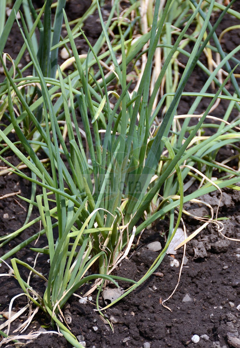Foto von Allium ascalonicum (Schalotte - Potato Onion). Das Foto wurde in Wien, Österreich aufgenommen. ---- Photo of Allium ascalonicum (Schalotte - Potato Onion). The picture was taken in Vienna, Austria.(Allium ascalonicum,Schalotte,Potato Onion,Allium ascalonicum,Allium fissile,Allium hierochuntinum,Cepa ascalonica,Porrum ascalonicum,Schalotte,Potato Onion,Wild Onion,Shallot,Allium,Lauch,Leek,Amaryllidaceae,Narzissengewächse,Amaryllis family)