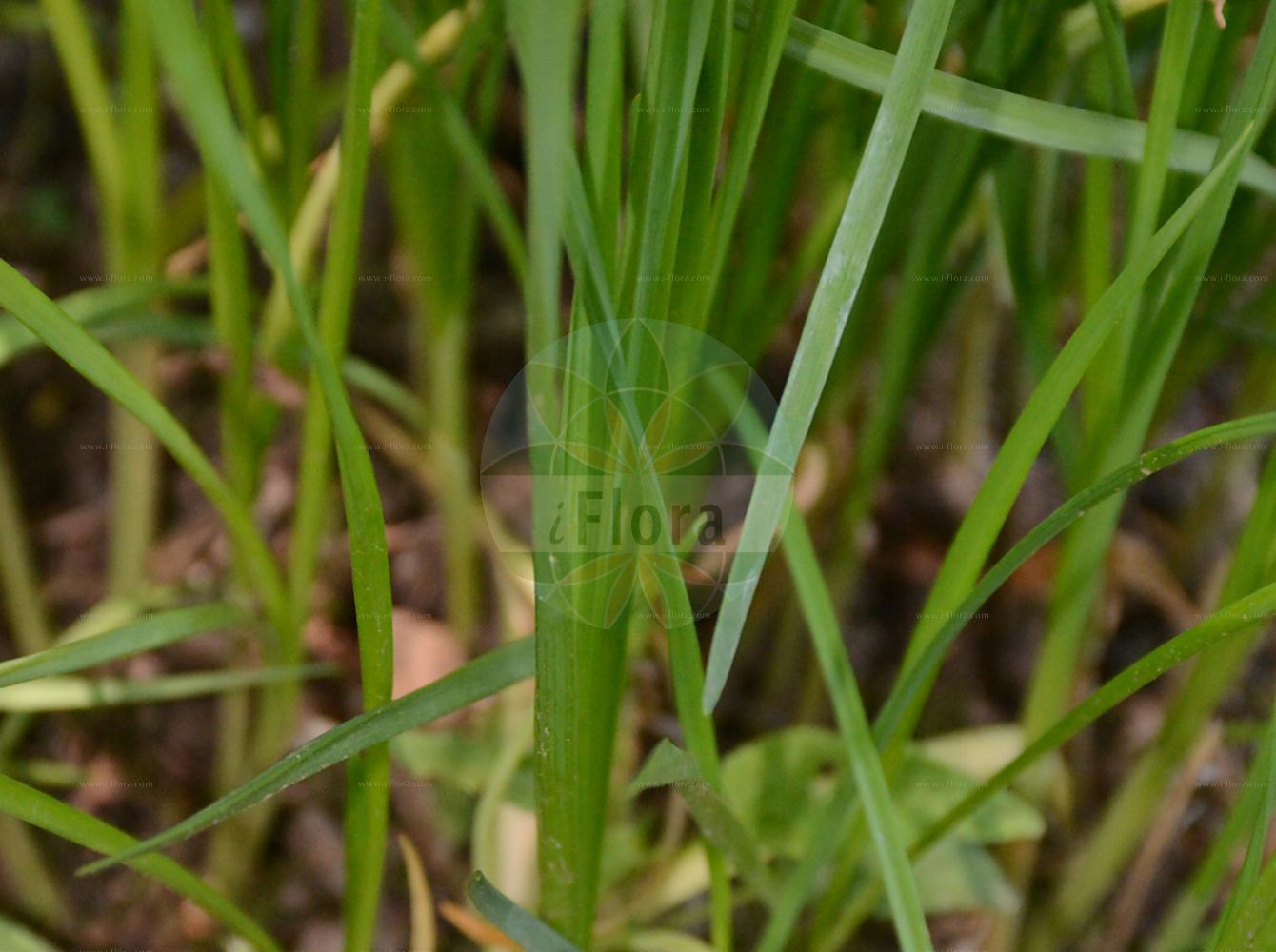 Foto von Allium suaveolens (Wohlriechender Lauch - Fragant Onion). Das Foto wurde in Linz, Oberösterreich, Österreich aufgenommen. ---- Photo of Allium suaveolens (Wohlriechender Lauch - Fragant Onion). The picture was taken in Linz, Upper Austria, Austria.(Allium suaveolens,Wohlriechender Lauch,Fragant Onion,Allium appendiculatum,Allium suaveolens,Endotis pyrenaica,Wohlriechender Lauch,Duft-Lauch,Fragant Onion,Allium,Lauch,Leek,Amaryllidaceae,Narzissengewächse,Amaryllis family)