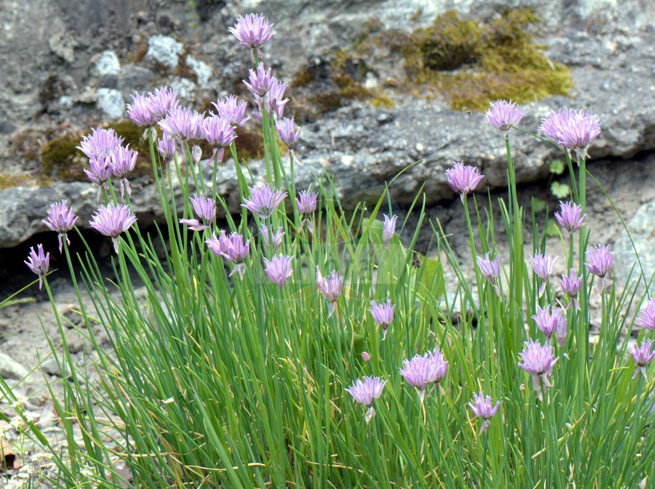 Foto von Allium suaveolens (Wohlriechender Lauch - Fragant Onion). Das Foto wurde in Bormio, Lombardia, Italien aufgenommen. ---- Photo of Allium suaveolens (Wohlriechender Lauch - Fragant Onion). The picture was taken in Bormio, Lombardia, Italy.(Allium suaveolens,Wohlriechender Lauch,Fragant Onion,Allium appendiculatum,Allium suaveolens,Endotis pyrenaica,Wohlriechender Lauch,Duft-Lauch,Fragant Onion,Allium,Lauch,Leek,Amaryllidaceae,Narzissengewächse,Amaryllis family)
