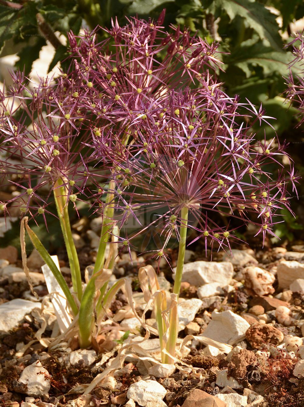 Foto von Allium cristophii (Sternkugel-Lauch). Das Foto wurde in Lyon, Auvergne-Rhône-Alpes, Frankreich aufgenommen. ---- Photo of Allium cristophii (Sternkugel-Lauch). The picture was taken in Lyon, Auvergne-Rhône-Alpes, France.(Allium cristophii,Sternkugel-Lauch,Allium albopilosum,Allium bodeanum,Allium cristophii,Allium walteri,Sternkugel-Lauch,Allium,Lauch,Leek,Amaryllidaceae,Narzissengewächse,Amaryllis family)