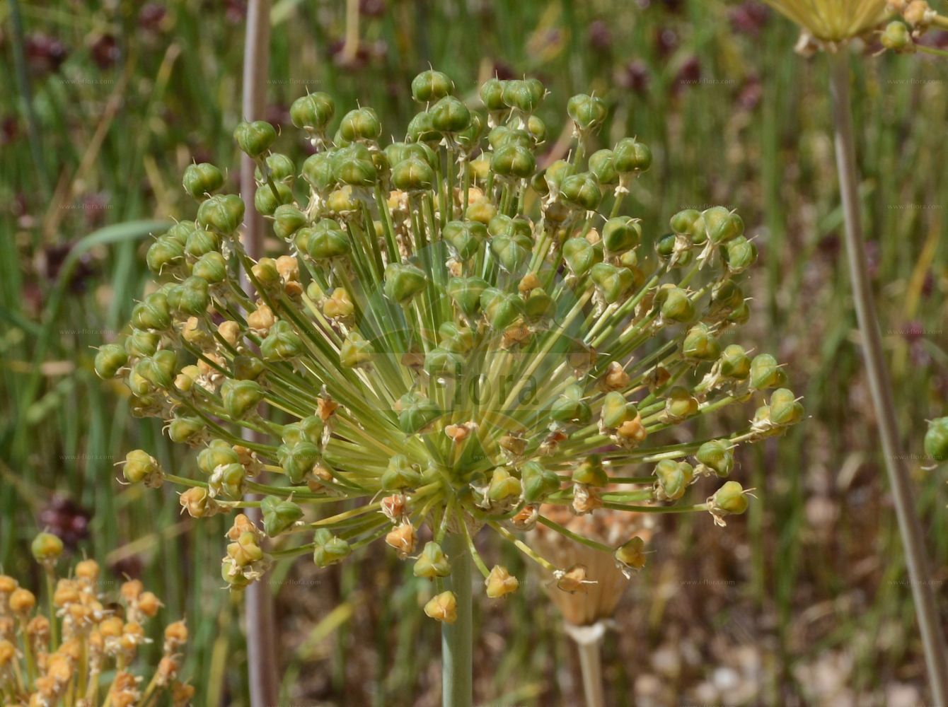 Foto von Allium nigrum. Das Foto wurde in Mainz, Rheinland-Pfalz, Deutschland aufgenommen. ---- Photo of Allium nigrum. The picture was taken in Mainz, Rhineland-Palatinate, Germany.(Allium nigrum,Allium afrum,Allium bauerianum,Allium magicum,Allium monspessulanum,Allium multibulbosum,Allium nigrum,Allium odorum,Allium paucibulbosum,Allium speciosum,Canidia magica,Kalabotis nigrum,Molium nigrum,Molium paucibulbosum,Moly speciosum,Ophioscorodon magicum,Ornithogalum afrum,Panstenum monspessulanum,Allium,Lauch,Leek,Amaryllidaceae,Narzissengewächse,Amaryllis family)