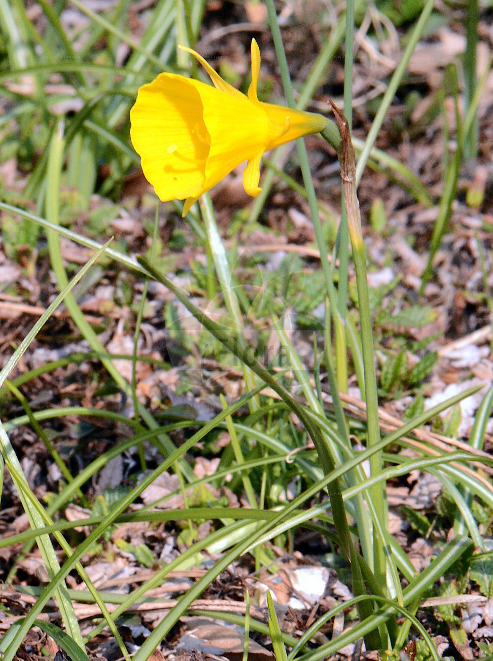 Foto von Narcissus bulbocodium (Reifrock-Narzisse - Hoop-petticoat Daffodil). Das Foto wurde in Frankfurt, Hessen, Deutschland aufgenommen. ---- Photo of Narcissus bulbocodium (Reifrock-Narzisse - Hoop-petticoat Daffodil). The picture was taken in Frankfurt, Hesse, Germany.(Narcissus bulbocodium,Reifrock-Narzisse,Hoop-petticoat Daffodil,Corbularia bulbocodium,Narcissus bulbocodium,Narcissus bulbocodium var. genuinus,Reifrock-Narzisse,Hoop-petticoat Daffodil,Hoop Petticoat,Petticoat Daffodil,Jonquil,Narcissus,Narzisse,Daffodils,Amaryllidaceae,Narzissengewächse,Amaryllis family)