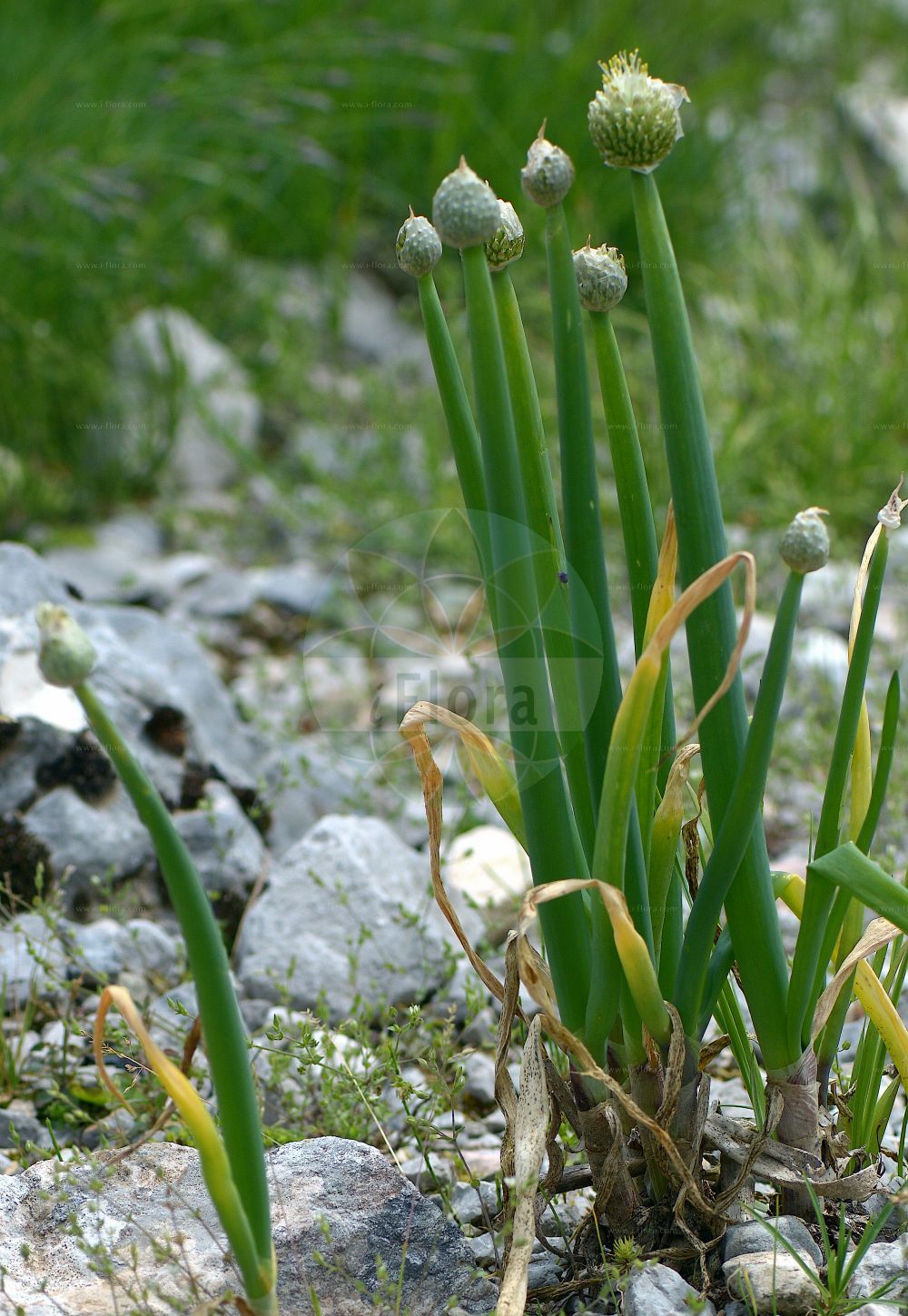 Foto von Allium fistulosum. Das Foto wurde in Monte Bondeone, Provincia Autonoma di Trento, Italien, Alpen aufgenommen. ---- Photo of Allium fistulosum. The picture was taken in Monte Bondeone, Provincia Autonoma di Trento, Italy, Alps.(Allium fistulosum,Allium bouddae,Allium fistulosum,Allium kashgaricum,Cepa fissilis,Cepa fistulosa,Cepa ventricosa,Kepa fistulosa,Phyllodolon fistulosum,Porrum fistulosum,Allium,Lauch,Leek,Amaryllidaceae,Narzissengewächse,Amaryllis family)