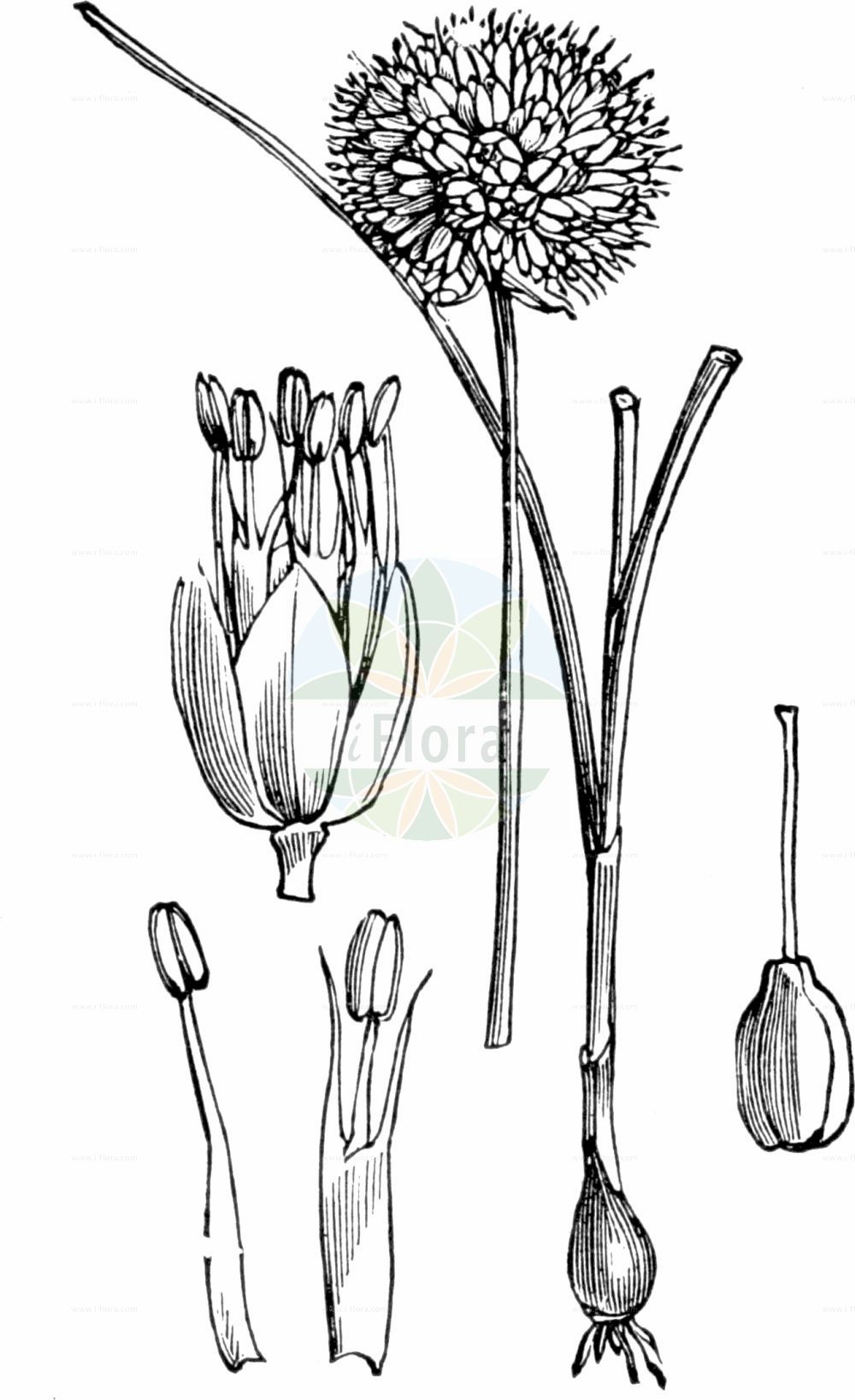 Historische Abbildung von Allium sphaerocephalon (Kugelköpfiger Lauch - Round-headed Leek). Das Bild zeigt Blatt, Bluete, Frucht und Same. ---- Historical Drawing of Allium sphaerocephalon (Kugelköpfiger Lauch - Round-headed Leek). The image is showing leaf, flower, fruit and seed.(Allium sphaerocephalon,Kugelköpfiger Lauch,Round-headed Leek,Allium sphaerocephalon,Porrum sphaerocephaluon,Kugelkoepfiger Lauch,Round-headed Leek,Allium,Lauch,Leek,Amaryllidaceae,Narzissengewächse,Amaryllis family,Blatt,Bluete,Frucht,Same,leaf,flower,fruit,seed,Fitch et al. (1880))