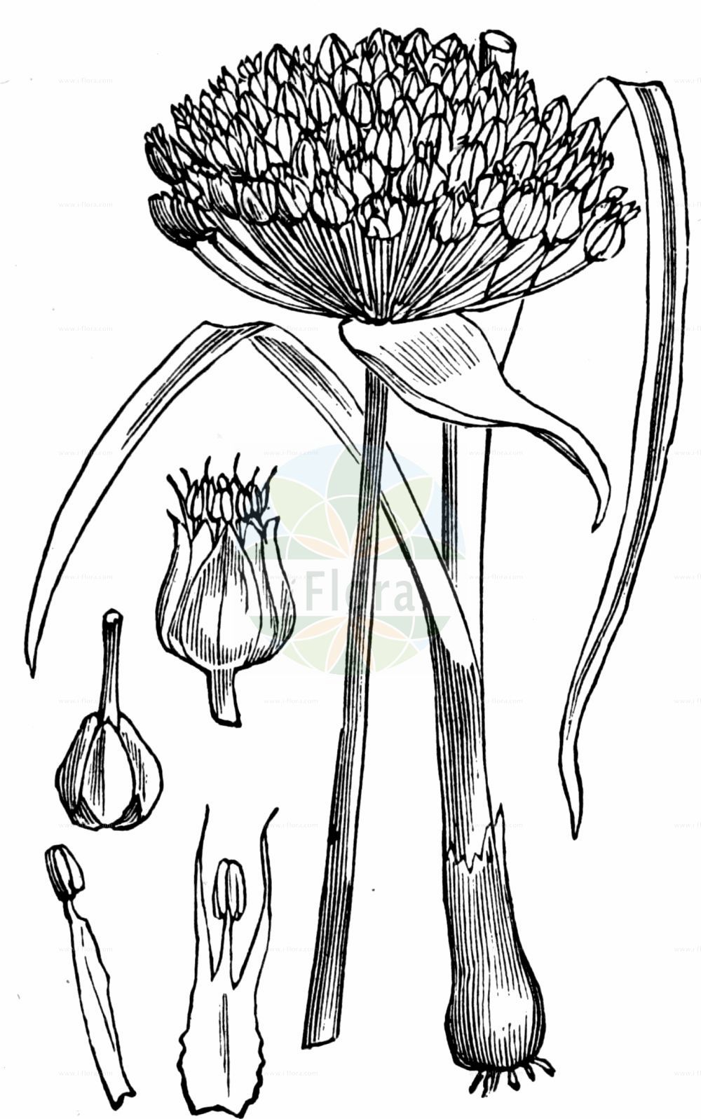 Historische Abbildung von Allium rotundum (Rundköpfiger Lauch - Purple-flower Garlic). Das Bild zeigt Blatt, Bluete, Frucht und Same. ---- Historical Drawing of Allium rotundum (Rundköpfiger Lauch - Purple-flower Garlic). The image is showing leaf, flower, fruit and seed.(Allium rotundum,Rundköpfiger Lauch,Purple-flower Garlic,Allium ampeloprasum,Allium baumannianum,Allium cambiasii,Allium cilicicum,Allium descendens,Allium erectum,Allium gracilescens,Allium jajlae,Allium paterfamilias,Allium porphyroprasum,Allium preslianum,Allium rotundifolium,Allium rotundum,Allium rubellum,Allium rubicundum,Allium scariosum,Allium tmoleum,Allium waldsteinianum,Allium waldsteinii,Porrum polyanthum,Porrum rotundum,Rundkoepfiger Lauch,Purple-flower Garlic,Allium,Lauch,Leek,Amaryllidaceae,Narzissengewächse,Amaryllis family,Blatt,Bluete,Frucht,Same,leaf,flower,fruit,seed,Fitch et al. (1880))
