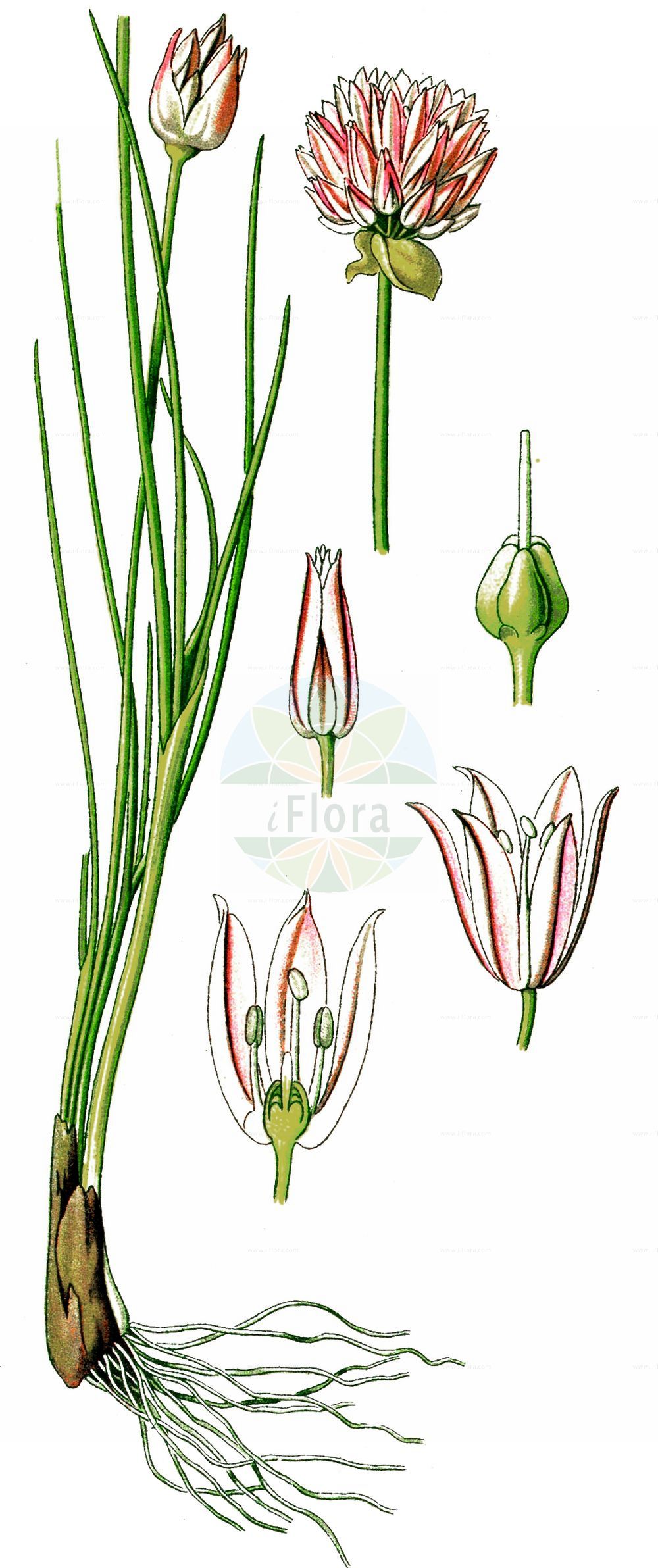 Historische Abbildung von Allium schoenoprasum (Gewöhnlicher Schnitt-Lauch - Chives). Das Bild zeigt Blatt, Bluete, Frucht und Same. ---- Historical Drawing of Allium schoenoprasum (Gewöhnlicher Schnitt-Lauch - Chives). The image is showing leaf, flower, fruit and seed.(Allium schoenoprasum,Gewöhnlicher Schnitt-Lauch,Chives,Allium schoenoprasum,Ascalonicum schoenoprasum,Cepa schoenoprasa,Porrum schoenoprasum,Porrum sibiricum,Schoenissa schoenoprasa,Schoenoprasum vulgare,Gewoehnlicher Schnitt-Lauch,Chives,Wild Chives,Allium,Lauch,Leek,Amaryllidaceae,Narzissengewächse,Amaryllis family,Blatt,Bluete,Frucht,Same,leaf,flower,fruit,seed,Thomé (1885))