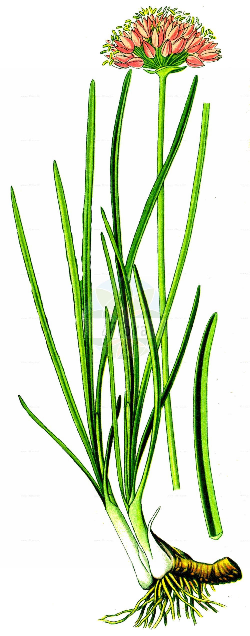 Historische Abbildung von Allium angulosum (Kantiger Lauch - Angle Onion). Das Bild zeigt Blatt, Bluete, Frucht und Same. ---- Historical Drawing of Allium angulosum (Kantiger Lauch - Angle Onion). The image is showing leaf, flower, fruit and seed.(Allium angulosum,Kantiger Lauch,Angle Onion,Allium angulare,Allium angulatum,Allium angulosum,Allium laxum,Cepa angulosa,Maligia fastigiata,Xylorhiza angulosa,Kantiger Lauch,Angle Onion,Mouse Garlic,Allium,Lauch,Leek,Amaryllidaceae,Narzissengewächse,Amaryllis family,Blatt,Bluete,Frucht,Same,leaf,flower,fruit,seed,Thomé (1885))