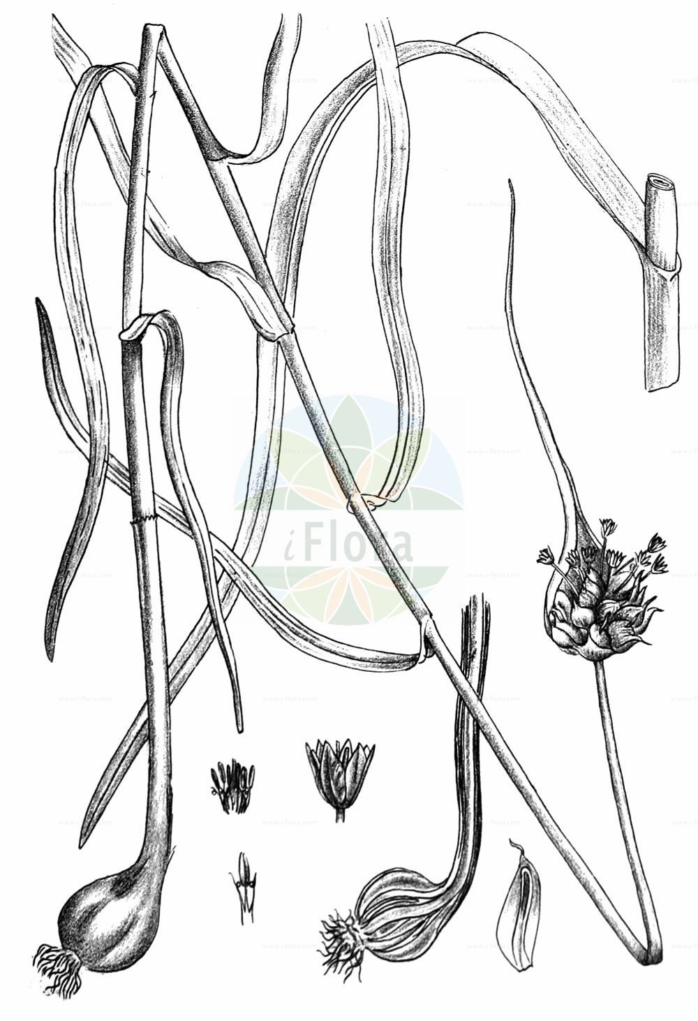 Historische Abbildung von Allium sativum (Knoblauch - Garlic). Das Bild zeigt Blatt, Bluete, Frucht und Same. ---- Historical Drawing of Allium sativum (Knoblauch - Garlic). The image is showing leaf, flower, fruit and seed.(Allium sativum,Knoblauch,Garlic,Allium arenarium,Allium longicuspis,Allium ophioscorodon,Allium pekinense,Allium sativum,Porrum ophioscorodon,Porrum sativum,Knoblauch,Natter-Knoblauch,Unechte Perlzwiebel,Garlic,Cultivated Garlic,Allium,Lauch,Leek,Amaryllidaceae,Narzissengewächse,Amaryllis family,Blatt,Bluete,Frucht,Same,leaf,flower,fruit,seed,Kirtikar & Basu (1918))