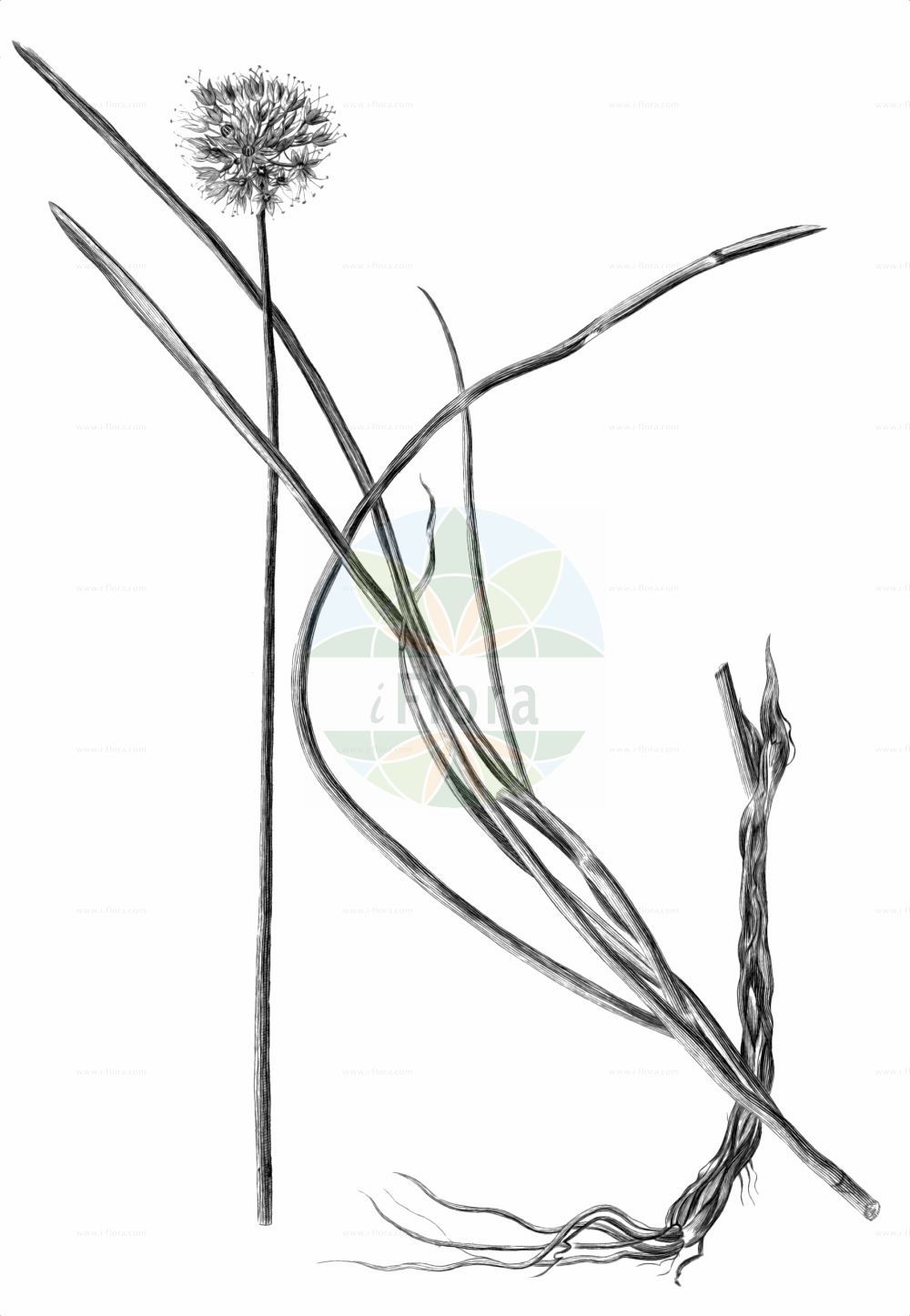 Historische Abbildung von Allium lineare. Das Bild zeigt Blatt, Bluete, Frucht und Same. ---- Historical Drawing of Allium lineare. The image is showing leaf, flower, fruit and seed.(Allium lineare,Allium christii,Allium confertum,Allium deflexum,Allium halleri,Allium lineare,Allium tortuosum,Porrum lineare,Allium,Lauch,Leek,Amaryllidaceae,Narzissengewächse,Amaryllis family,Blatt,Bluete,Frucht,Same,leaf,flower,fruit,seed,Gmelin (1747-1770))