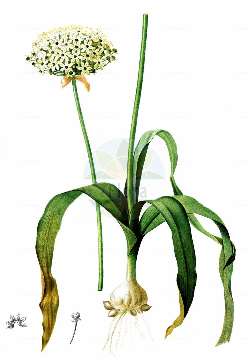 Historische Abbildung von Allium nigrum. Das Bild zeigt Blatt, Bluete, Frucht und Same. ---- Historical Drawing of Allium nigrum. The image is showing leaf, flower, fruit and seed.(Allium nigrum,Allium afrum,Allium bauerianum,Allium magicum,Allium monspessulanum,Allium multibulbosum,Allium nigrum,Allium odorum,Allium paucibulbosum,Allium speciosum,Canidia magica,Kalabotis nigrum,Molium nigrum,Molium paucibulbosum,Moly speciosum,Ophioscorodon magicum,Ornithogalum afrum,Panstenum monspessulanum,Allium,Lauch,Leek,Amaryllidaceae,Narzissengewächse,Amaryllis family,Blatt,Bluete,Frucht,Same,leaf,flower,fruit,seed)