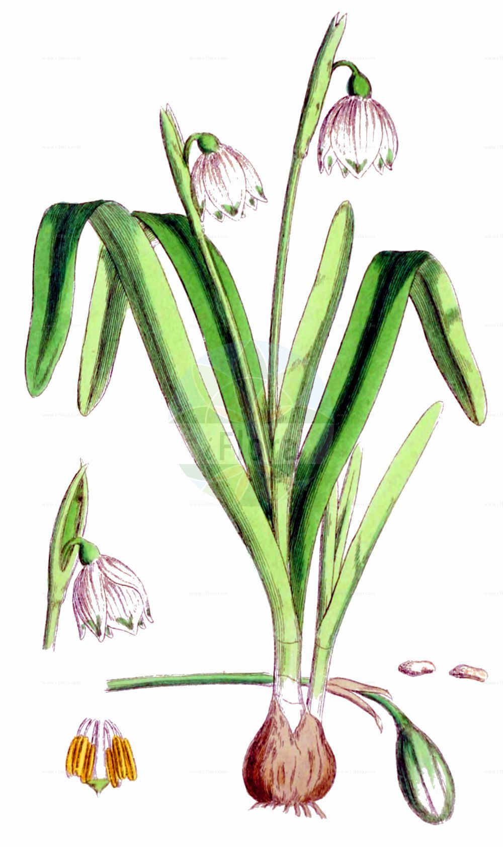 Historische Abbildung von Leucojum vernum (Märzenbecher - Spring Snowflake). Das Bild zeigt Blatt, Bluete, Frucht und Same. ---- Historical Drawing of Leucojum vernum (Märzenbecher - Spring Snowflake). The image is showing leaf, flower, fruit and seed.(Leucojum vernum,Märzenbecher,Spring Snowflake,Erinosma verna,Galanthus vernus,Leucojum vernum,Nivaria verna,Maerzenbecher,Grosses Schneegloeckchen,Spring Snowflake,Leucojum,Knotenblume,Snowflake,Amaryllidaceae,Narzissengewächse,Amaryllis family,Blatt,Bluete,Frucht,Same,leaf,flower,fruit,seed,Sowerby (1790-1813))