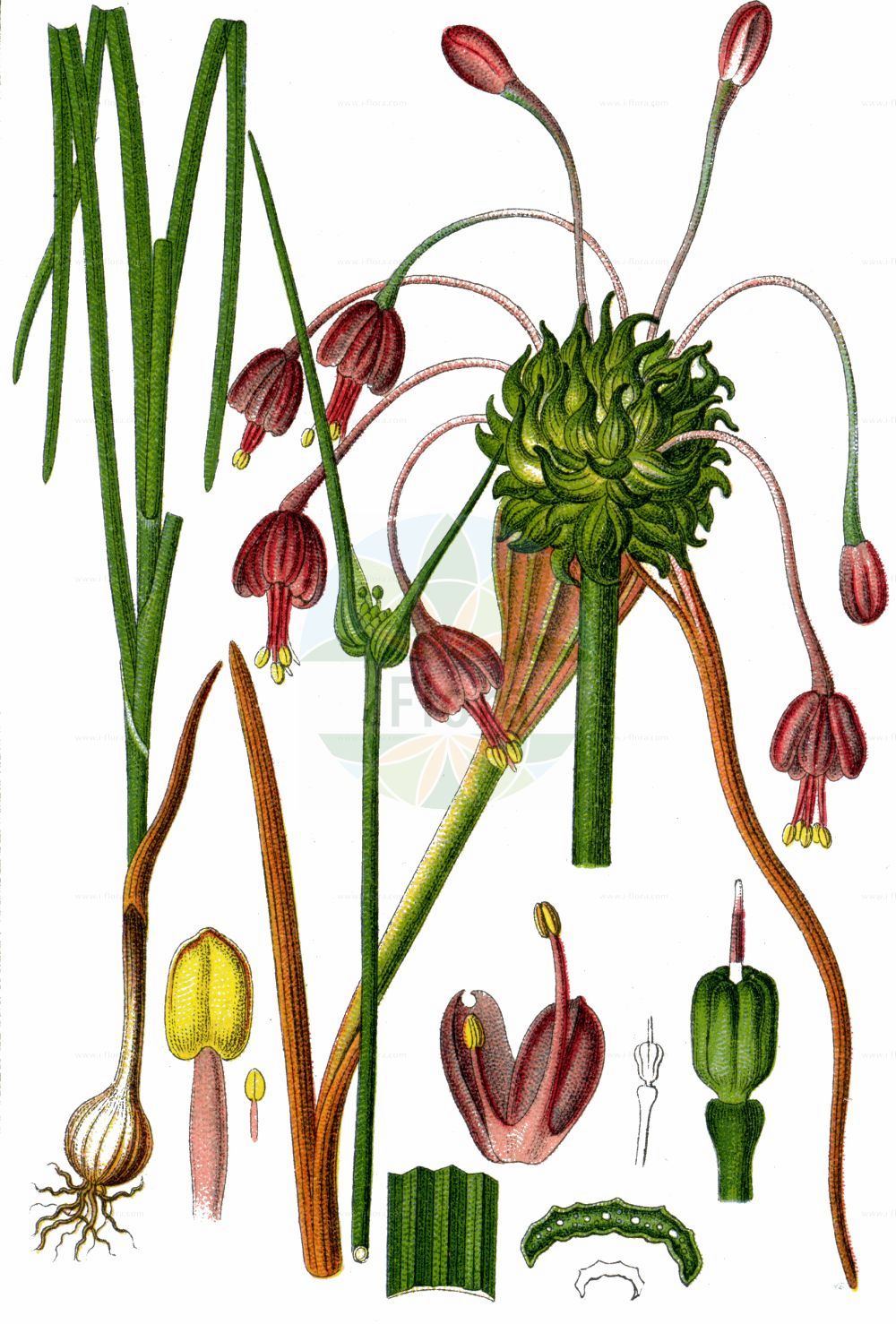 Historische Abbildung von Allium carinatum (Gekielter Lauch - Keeled Garlic). Das Bild zeigt Blatt, Bluete, Frucht und Same. ---- Historical Drawing of Allium carinatum (Gekielter Lauch - Keeled Garlic). The image is showing leaf, flower, fruit and seed.(Allium carinatum,Gekielter Lauch,Keeled Garlic,Aglitheis carinata,Allium carinatum,Cepa carinata,Codonoprasum carinatum,Raphione carinata,Gekielter Lauch,findekeinenNamen,Keeled Garlic,Keeled Onion,Allium,Lauch,Leek,Amaryllidaceae,Narzissengewächse,Amaryllis family,Blatt,Bluete,Frucht,Same,leaf,flower,fruit,seed,Sturm (1796f))