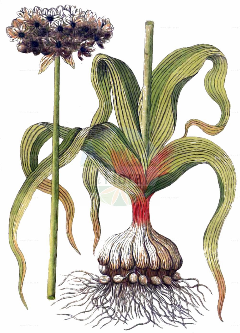 Historische Abbildung von Allium nigrum. Das Bild zeigt Blatt, Bluete, Frucht und Same. ---- Historical Drawing of Allium nigrum. The image is showing leaf, flower, fruit and seed.(Allium nigrum,Allium afrum,Allium bauerianum,Allium magicum,Allium monspessulanum,Allium multibulbosum,Allium nigrum,Allium odorum,Allium paucibulbosum,Allium speciosum,Canidia magica,Kalabotis nigrum,Molium nigrum,Molium paucibulbosum,Moly speciosum,Ophioscorodon magicum,Ornithogalum afrum,Panstenum monspessulanum,Allium,Lauch,Leek,Amaryllidaceae,Narzissengewächse,Amaryllis family,Blatt,Bluete,Frucht,Same,leaf,flower,fruit,seed,Vietz (1800-1822))