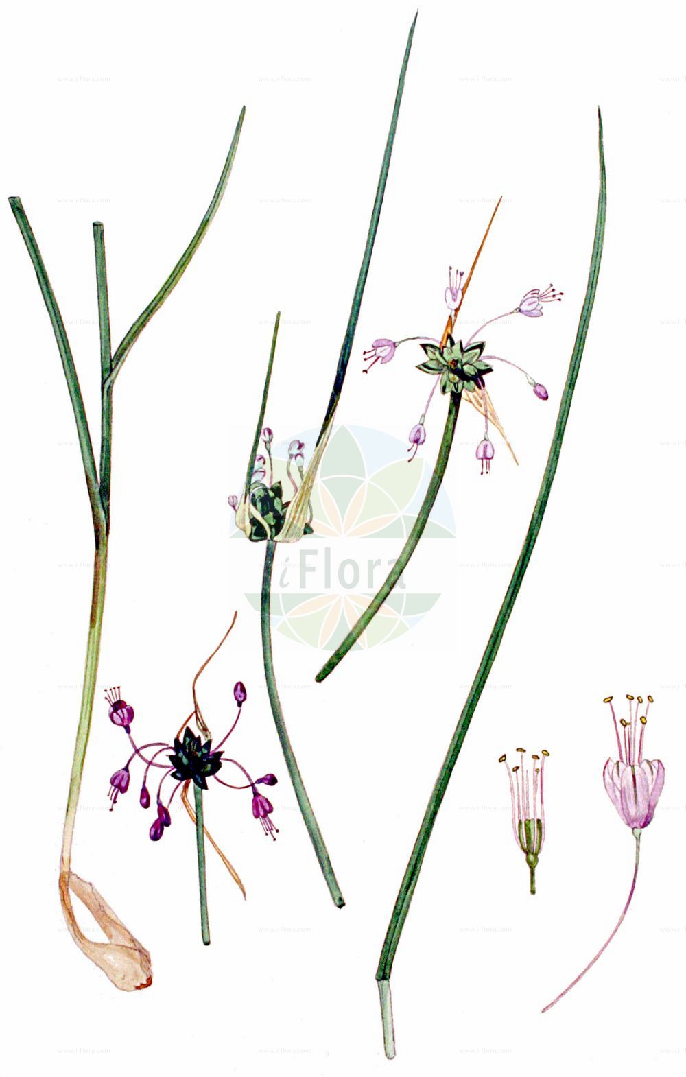 Historische Abbildung von Allium carinatum (Gekielter Lauch - Keeled Garlic). Das Bild zeigt Blatt, Bluete, Frucht und Same. ---- Historical Drawing of Allium carinatum (Gekielter Lauch - Keeled Garlic). The image is showing leaf, flower, fruit and seed.(Allium carinatum,Gekielter Lauch,Keeled Garlic,Aglitheis carinata,Allium carinatum,Cepa carinata,Codonoprasum carinatum,Raphione carinata,Gekielter Lauch,findekeinenNamen,Keeled Garlic,Keeled Onion,Allium,Lauch,Leek,Amaryllidaceae,Narzissengewächse,Amaryllis family,Blatt,Bluete,Frucht,Same,leaf,flower,fruit,seed,Kops (1800-1934))