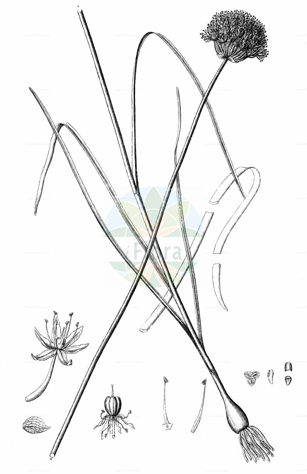 Historische Abbildung von Allium strictum (Steifer Lauch - Rigid Onion). Das Bild zeigt Blatt, Bluete, Frucht und Same. ---- Historical Drawing of Allium strictum (Steifer Lauch - Rigid Onion). The image is showing leaf, flower, fruit and seed.(Allium strictum,Steifer Lauch,Rigid Onion,Allium angustum,Allium microcephalum,Allium reticulatum,Allium strictum,Allium suaveolens,Allium volhynicum,Porrum strictum,Steifer Lauch,Rigid Onion,Allium,Lauch,Leek,Amaryllidaceae,Narzissengewächse,Amaryllis family,Blatt,Bluete,Frucht,Same,leaf,flower,fruit,seed,Reichenbach (1823-1832))