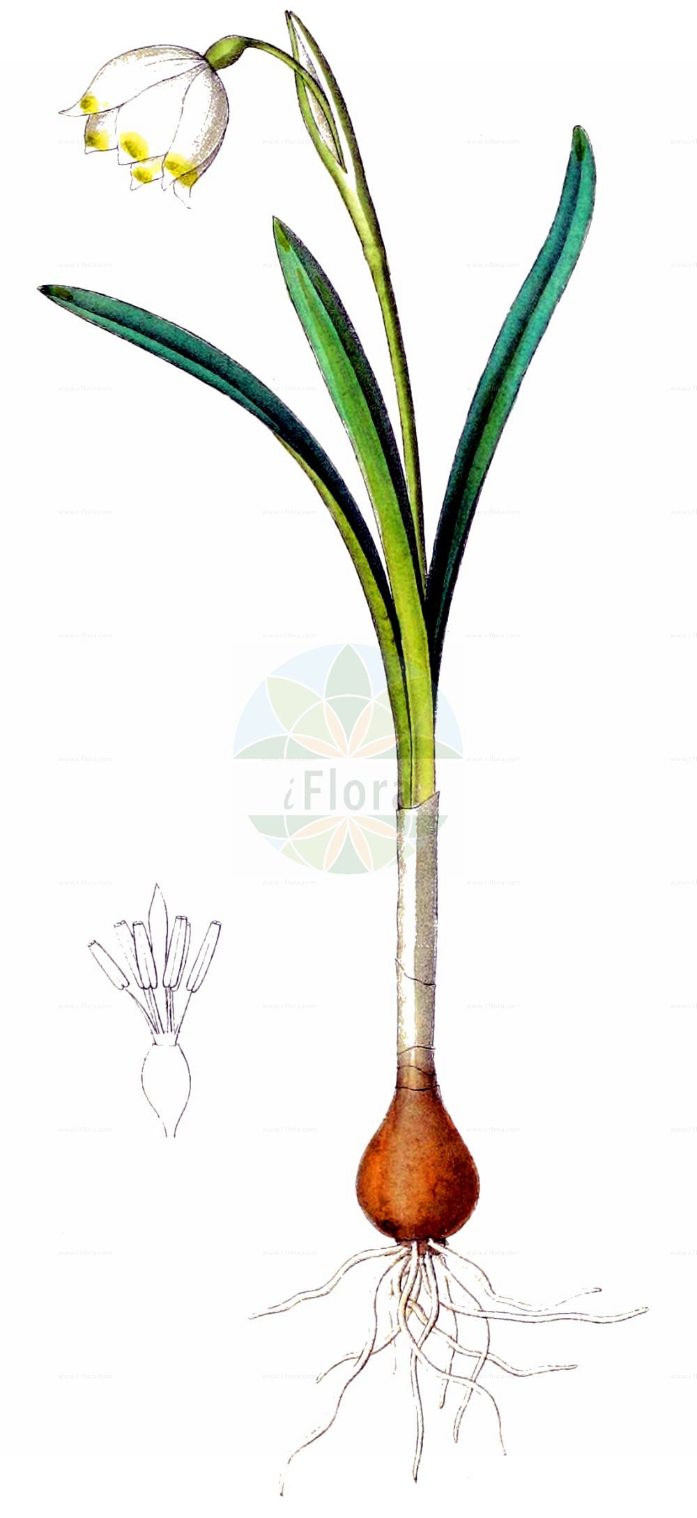 Historische Abbildung von Leucojum vernum (Märzenbecher - Spring Snowflake). Das Bild zeigt Blatt, Bluete, Frucht und Same. ---- Historical Drawing of Leucojum vernum (Märzenbecher - Spring Snowflake). The image is showing leaf, flower, fruit and seed.(Leucojum vernum,Märzenbecher,Spring Snowflake,Erinosma verna,Galanthus vernus,Leucojum vernum,Nivaria verna,Maerzenbecher,Grosses Schneegloeckchen,Spring Snowflake,Leucojum,Knotenblume,Snowflake,Amaryllidaceae,Narzissengewächse,Amaryllis family,Blatt,Bluete,Frucht,Same,leaf,flower,fruit,seed,Dietrich (1833-1844))