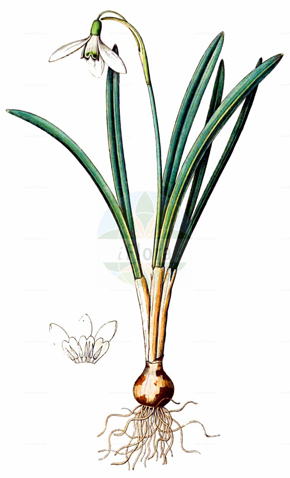 Historische Abbildung von Galanthus nivalis (Kleines Schneeglöckchen - Snowdrop). Das Bild zeigt Blatt, Bluete, Frucht und Same. ---- Historical Drawing of Galanthus nivalis (Kleines Schneeglöckchen - Snowdrop). The image is showing leaf, flower, fruit and seed.(Galanthus nivalis,Kleines Schneeglöckchen,Snowdrop,Chianthemum nivale,Galanthus alexandri,Galanthus imperati,Galanthus melvillei,Galanthus montanus,Galanthus nivalis,Galanthus scharlokii,Galanthus umbricus,Kleines Schneegloeckchen,Snowdrop,Common Snowdrop,Snow Flower,Galanthus,Schneeglöckchen,Snowdrop,Amaryllidaceae,Narzissengewächse,Amaryllis family,Blatt,Bluete,Frucht,Same,leaf,flower,fruit,seed,Dietrich (1833-1844))