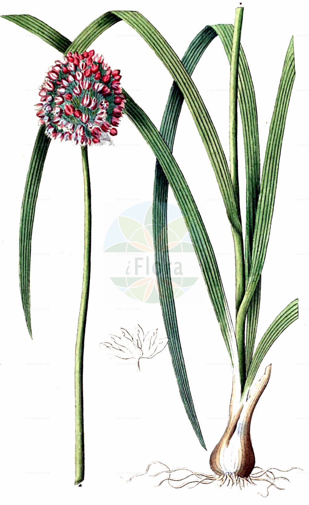 Historische Abbildung von Allium scorodoprasum (Runder Lauch - Sand Leek). Das Bild zeigt Blatt, Bluete, Frucht und Same. ---- Historical Drawing of Allium scorodoprasum (Runder Lauch - Sand Leek). The image is showing leaf, flower, fruit and seed.(Allium scorodoprasum,Runder Lauch,Sand Leek,Allium contortum,Allium neglectum,Allium obscurum,Allium persicum,Allium scorodoprasum,Allium violaceum,Ascalonicum scorodoprasum,Porrum arenarium,Porrum scorodoprasum,Runder Lauch,Gras-Lauch,Wilder Porree,Sand Leek,Giant Garlic,Rocambole,Sand Garlic,Spanish Garlic,Allium,Lauch,Leek,Amaryllidaceae,Narzissengewächse,Amaryllis family,Blatt,Bluete,Frucht,Same,leaf,flower,fruit,seed,Dietrich (1833-1844))