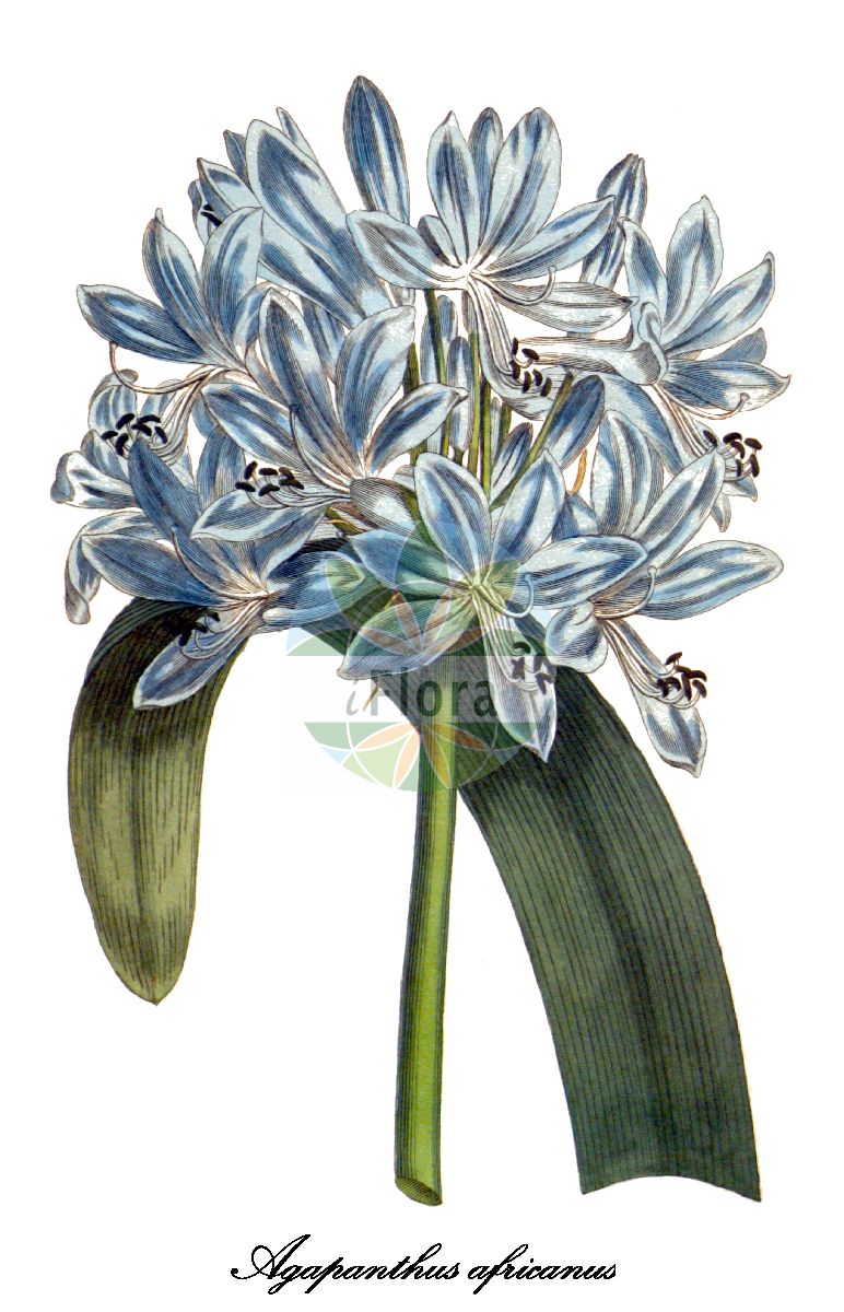 Historische Abbildung von Agapanthus africanus (Afrikanische Blaulilie). Das Bild zeigt Blatt, Bluete, Frucht und Same. ---- Historical Drawing of Agapanthus africanus (Afrikanische Blaulilie). The image is showing leaf, flower, fruit and seed.(Agapanthus africanus,Afrikanische Blaulilie,Agapanthus,Liebesblumen,Schmucklilien,Agapanthus,Blaulilie,Amaryllidaceae,Amaryllisgewächse,Amaryllis family,Blatt,Bluete,Frucht,Same,leaf,flower,fruit,seed,Curtis Botanical Magazine (1787ff))