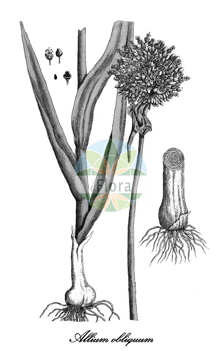 Historische Abbildung von Allium obliquum (Porree). Das Bild zeigt Blatt, Bluete, Frucht und Same. ---- Historical Drawing of Allium obliquum (Porree). The image is showing leaf, flower, fruit and seed.(Allium obliquum,Porree,Allium exaltatum,Allium luteum,Allium porrum,Allium ramosum,Camarilla obliqua,Cepa obliqua,Geboscon obliquum,Moenchia obliqua,Breitlauch,Schiefer Lauch,Schieferlauch,Winter-Lauch,Allium,Lauch,Leek,Amaryllidaceae,Amaryllisgewächse,Amaryllis family,Blatt,Bluete,Frucht,Same,leaf,flower,fruit,seed,Blackwell (1750-1773))