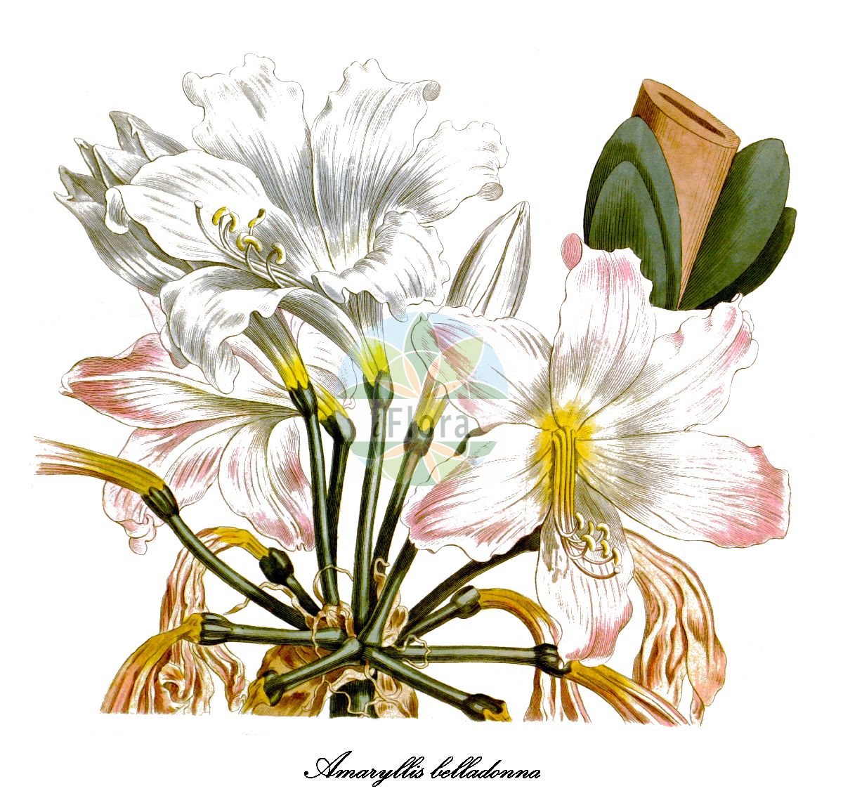 Historische Abbildung von Amaryllis belladonna (Belladonnalilie). Das Bild zeigt Blatt, Bluete, Frucht und Same. ---- Historical Drawing of Amaryllis belladonna (Belladonnalilie). The image is showing leaf, flower, fruit and seed.(Amaryllis belladonna,Belladonnalilie,Amaryllis blanda,Amaryllis longipetala,Amaryllis obliqua,Amaryllis pallida,Amaryllis pudica,Amaryllis regalis,Amaryllis rosea,Belladonna blanda,Belladonna pallida,Belladonna pudica,Belladonna purpurascens,Brunsvigia blanda,Brunsvigia major,Brunsvigia rosea,Callicore rosea,Coburgia belladonna,Coburgia blanda,Coburgia pallida,Coburgia pudica,Coburgia rosea,Imhofia rosea,Leopoldia belladonna,Zephyranthes pudica,Amaryllis,Amaryllis,Amaryllidaceae,Amaryllisgewächse,Amaryllis family,Blatt,Bluete,Frucht,Same,leaf,flower,fruit,seed,Curtis Botanical Magazine (1812))