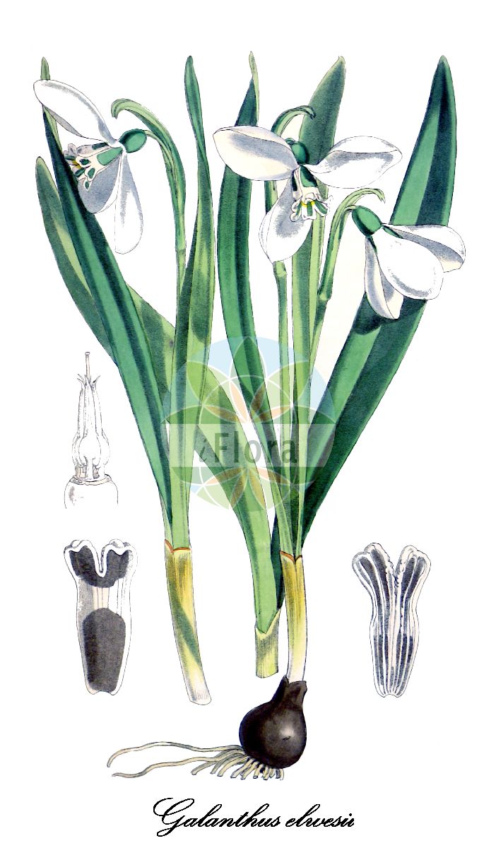 Historische Abbildung von Galanthus elwesii (Elwes Schneeglöckchen - Greater Snowdrop). Das Bild zeigt Blatt, Bluete, Frucht und Same. ---- Historical Drawing of Galanthus elwesii (Elwes Schneeglöckchen - Greater Snowdrop). The image is showing leaf, flower, fruit and seed.(Galanthus elwesii,Elwes Schneeglöckchen,Greater Snowdrop,Chianthemum elwesii,Elwes' Schneegloeckchen,Elwes-Schneegloeckchen,Galanthus,Schneeglöckchen,Snowdrop,Amaryllidaceae,Amaryllisgewächse,Amaryllis family,Blatt,Bluete,Frucht,Same,leaf,flower,fruit,seed,Curtis Botanical Magazine (1875))
