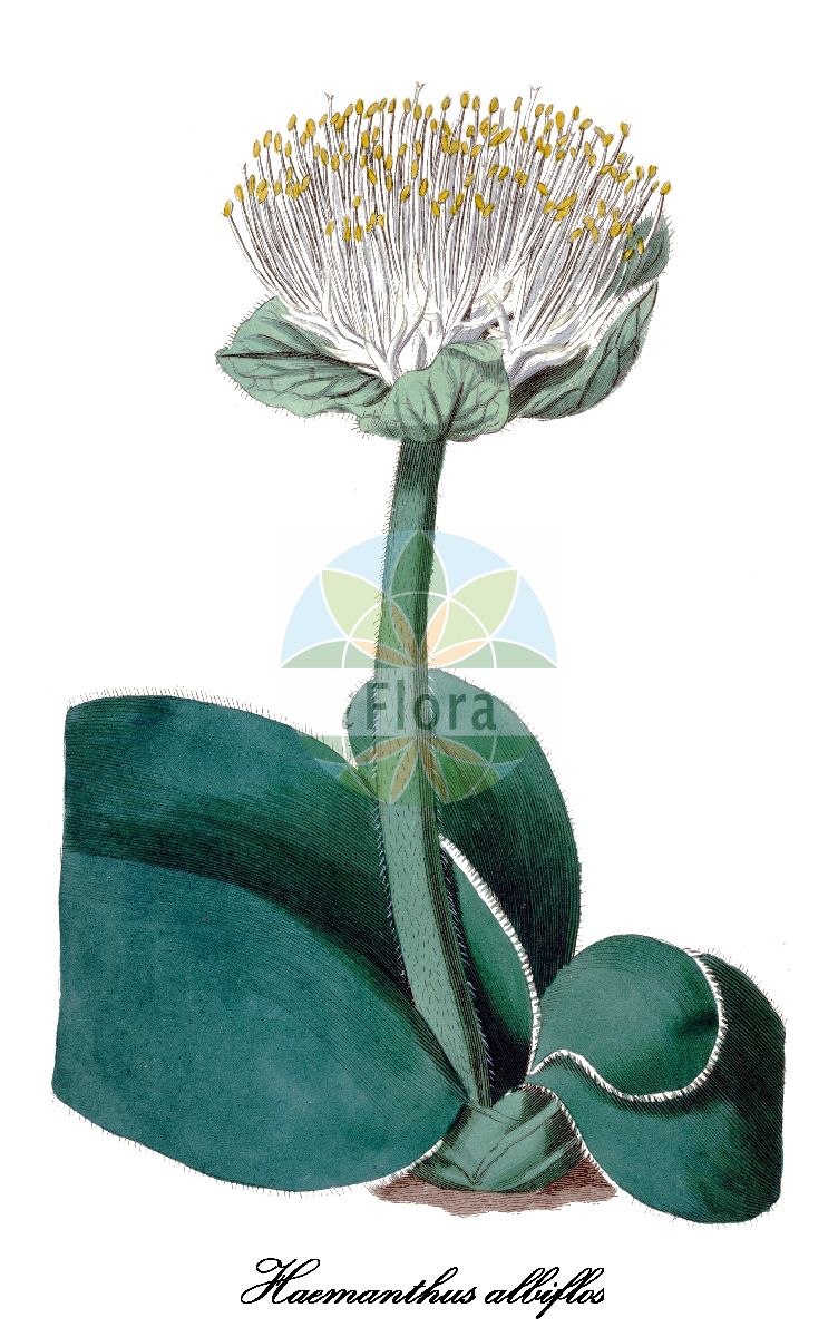 Historische Abbildung von Haemanthus albiflos (Elefantenohr). Das Bild zeigt Blatt, Bluete, Frucht und Same. ---- Historical Drawing of Haemanthus albiflos (Elefantenohr). The image is showing leaf, flower, fruit and seed.(Haemanthus albiflos,Elefantenohr,Puderquaste,weissbluetige Blutblume,Haemanthus,Amaryllidaceae,Amaryllisgewächse,Amaryllis family,Blatt,Bluete,Frucht,Same,leaf,flower,fruit,seed,Botanical Register (1815-1828))