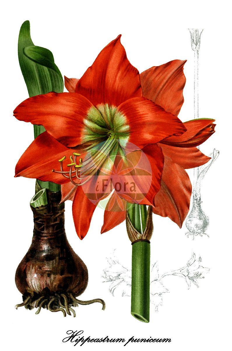 Historische Abbildung von Hippeastrum puniceum. Das Bild zeigt Blatt, Bluete, Frucht und Same. ---- Historical Drawing of Hippeastrum puniceum. The image is showing leaf, flower, fruit and seed.(Hippeastrum puniceum,Hippeastrum,Ritterstern,Barbados-lily,Amaryllidaceae,Amaryllisgewächse,Amaryllis family,Blatt,Bluete,Frucht,Same,leaf,flower,fruit,seed,Revue horticole (1895))