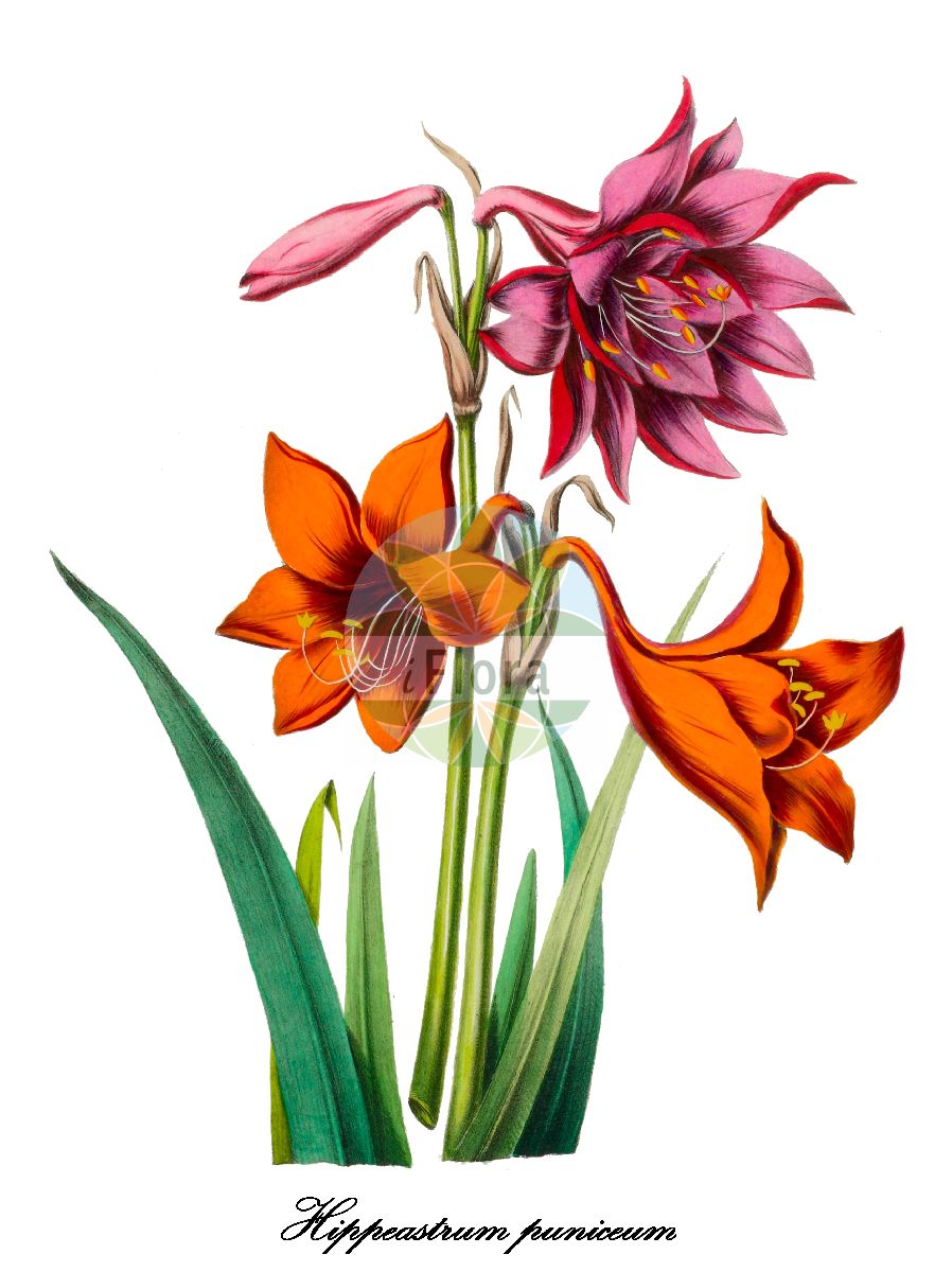 Historische Abbildung von Hippeastrum puniceum. Das Bild zeigt Blatt, Bluete, Frucht und Same. ---- Historical Drawing of Hippeastrum puniceum. The image is showing leaf, flower, fruit and seed.(Hippeastrum puniceum,Hippeastrum,Ritterstern,Barbados-lily,Amaryllidaceae,Amaryllisgewächse,Amaryllis family,Blatt,Bluete,Frucht,Same,leaf,flower,fruit,seed,Denisse (1843-1846))