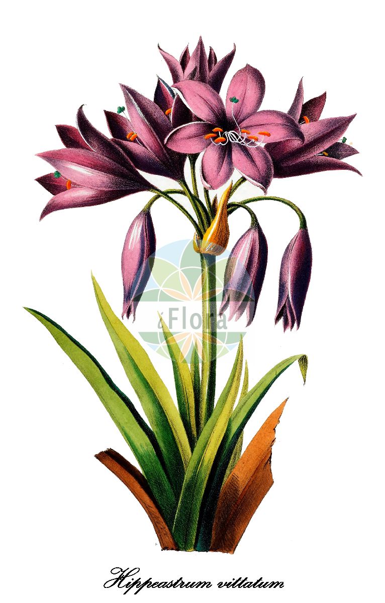 Historische Abbildung von Hippeastrum vittatum. Das Bild zeigt Blatt, Bluete, Frucht und Same. ---- Historical Drawing of Hippeastrum vittatum. The image is showing leaf, flower, fruit and seed.(Hippeastrum vittatum,Hippeastrum,Ritterstern,Barbados-lily,Amaryllidaceae,Amaryllisgewächse,Amaryllis family,Blatt,Bluete,Frucht,Same,leaf,flower,fruit,seed,Denisse (1843-1846))