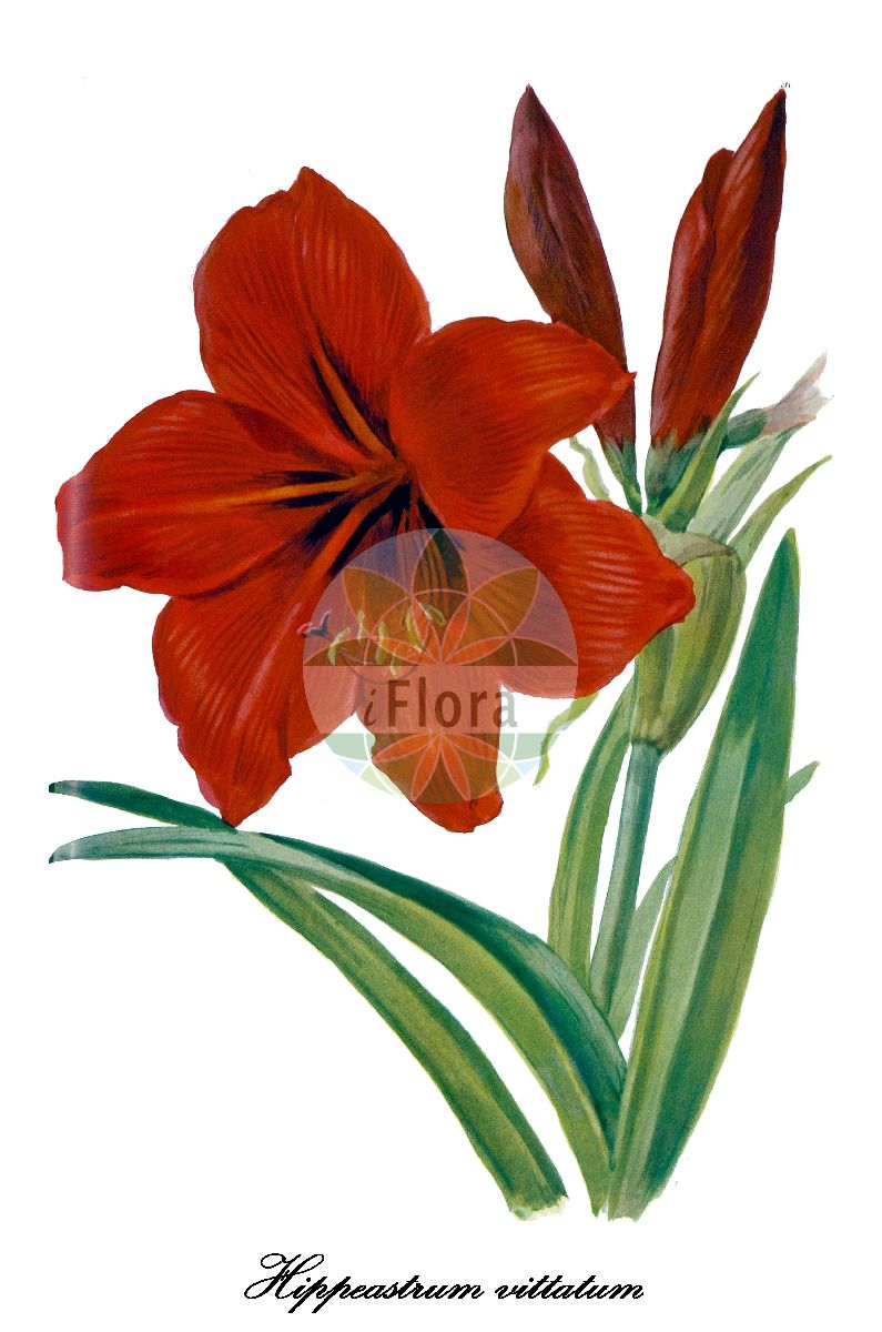Historische Abbildung von Hippeastrum vittatum. Das Bild zeigt Blatt, Bluete, Frucht und Same. ---- Historical Drawing of Hippeastrum vittatum. The image is showing leaf, flower, fruit and seed.(Hippeastrum vittatum,Hippeastrum,Ritterstern,Barbados-lily,Amaryllidaceae,Amaryllisgewächse,Amaryllis family,Blatt,Bluete,Frucht,Same,leaf,flower,fruit,seed,Revue horticole (1907))