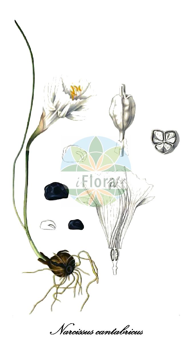 Historische Abbildung von Narcissus cantabricus (Kantabrische Narzisse). Das Bild zeigt Blatt, Bluete, Frucht und Same. ---- Historical Drawing of Narcissus cantabricus (Kantabrische Narzisse). The image is showing leaf, flower, fruit and seed.(Narcissus cantabricus,Kantabrische Narzisse,Narcissus,Narzisse,Daffodils,Amaryllidaceae,Amaryllisgewächse,Amaryllis family,Blatt,Bluete,Frucht,Same,leaf,flower,fruit,seed,Durieu de Maisonneuve & Bory de Saint-Vincent (1849))