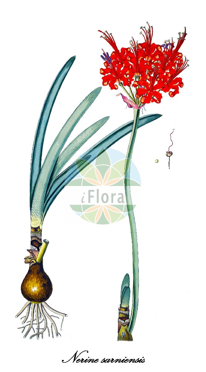Historische Abbildung von Nerine sarniensis. Das Bild zeigt Blatt, Bluete, Frucht und Same. ---- Historical Drawing of Nerine sarniensis. The image is showing leaf, flower, fruit and seed.(Nerine sarniensis,Amaryllis corusca,Amaryllis curvifolia,Amaryllis dubia,Amaryllis fothergilii,Amaryllis fothergillia,Amaryllis jacquinii,Amaryllis pulchra,Amaryllis sarniensis,Amaryllis venusta,Galatea rosea,Galatea sarniensis,Haemanthus sarniensis,Imhofia corusca,Imhofia curvifolia,Imhofia glauca,Imhofia moorei,Imhofia sarniensis,Imhofia venusta,Lilium sarniense,Nerine cochinchinensis,Nerine corusca,Nerine curvifolia,Nerine fothergillii,Nerine insignis,Nerine jacquinii,Nerine moorei,Nerine plantii,Nerine rosea,Nerine venusta,Nerine,Guernsey-Lilie,Amaryllidaceae,Amaryllisgewächse,Amaryllis family,Blatt,Bluete,Frucht,Same,leaf,flower,fruit,seed,von Jacquin (1797-1804))