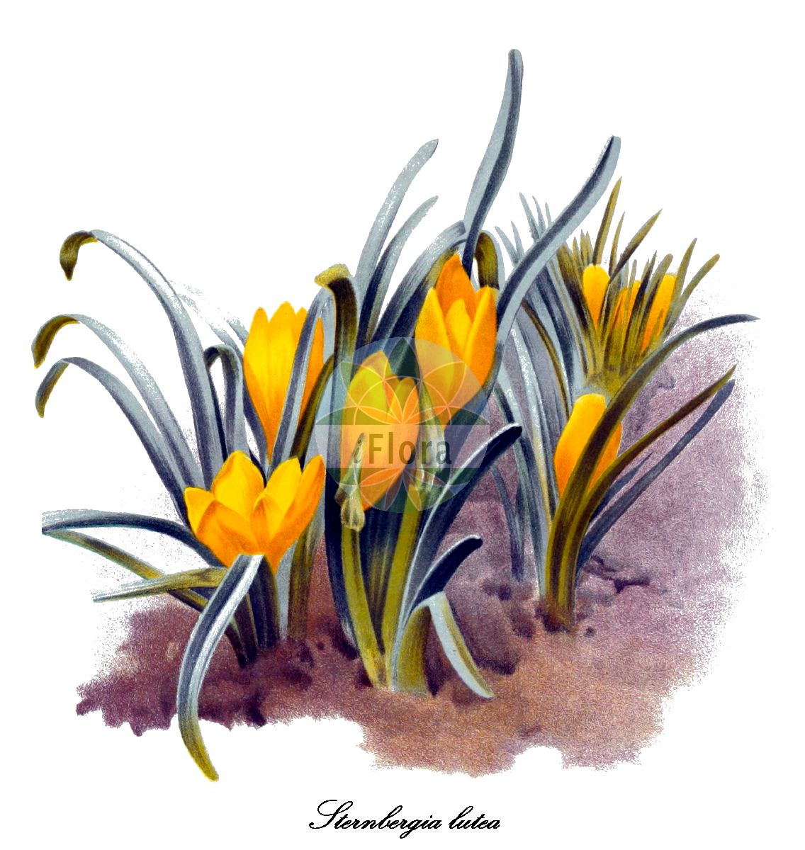 Historische Abbildung von Sternbergia lutea (Gelbe Gewitterblume). Das Bild zeigt Blatt, Bluete, Frucht und Same. ---- Historical Drawing of Sternbergia lutea (Gelbe Gewitterblume). The image is showing leaf, flower, fruit and seed.(Sternbergia lutea,Gelbe Gewitterblume,Amaryllis lutea,Oporanthus luteus,Oporanthus siculus,Sternbergia aurantiaca,Sternbergia greuteriana,Sternbergia sicula,Greuters Gewitterblume,Sternbergia,Gewitterblumen,Amaryllidaceae,Amaryllisgewächse,Amaryllis family,Blatt,Bluete,Frucht,Same,leaf,flower,fruit,seed,The garden (1887))