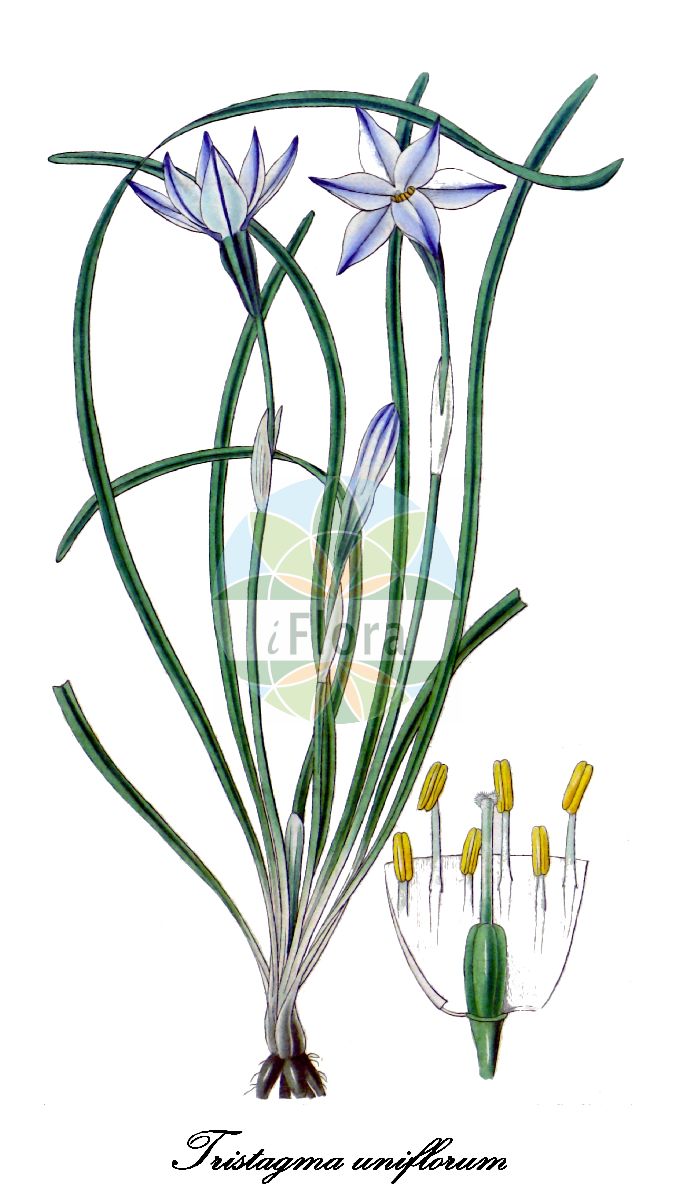 Historische Abbildung von Tristagma uniflorum (Einblütiger Frühlingsstern - Spring Starflower). Das Bild zeigt Blatt, Bluete, Frucht und Same. ---- Historical Drawing of Tristagma uniflorum (Einblütiger Frühlingsstern - Spring Starflower). The image is showing leaf, flower, fruit and seed.(Tristagma uniflorum,Einblütiger Frühlingsstern,Spring Starflower,Beauverdia uniflora,Brodiaea uniflora,Hookera uniflora,Ipheion uniflorum,Leucocoryne uniflora,Milla bonariensis,Milla conspicua,Milla uniflora,Triteleia conspicua,Triteleia uniflora,Tristagma,Frühlingsstern,Amaryllidaceae,Amaryllisgewächse,Amaryllis family,Blatt,Bluete,Frucht,Same,leaf,flower,fruit,seed,Curtis Botanical Magazine (1834))