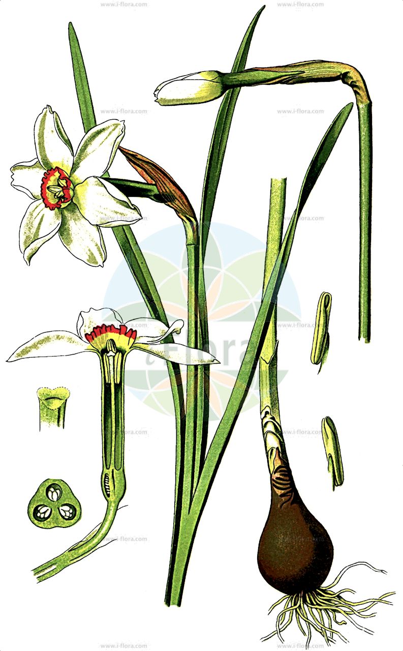 Narcissus poeticus - Amaryllidaceae,Plantae,Pteridobiotina,Angiosperms,Asparagales,Amaryllidaceae,Narcissus,Narcissus poeticus,Autogenes angustifolius, Autogenes poeticus, Hermione angustifolia, Narcissus angustifolius, Narcissus majalis, Narcissus majalis var. plenus, Narcissus ornatus, Narcissus poeticus subsp. hellenicus, Narcissus poeticus var. hellenicus, Narcissus poeticus var. majalis, Narcissus poeticus var. recurvus, Stephanophorum purpuraceum,Weiße Narzisse;Dichter-Narzisse;Weiße Garten-Narzisse;pheasant's-eye daffodil;poet's narcissus;pheasant's-eye narcissus;pheasant's eye narcissus;white daffodil;daffodil;Narcisse des poètes;oeillet de mai;jeannette blanche;porillon;claudinette;cou de chameau;gant de Notre-Dame;herbe à la vierge;moulin à vent;oeil de faisan;rose de la vierge;vachette;jonquillos;narciso común;narciso de lechuguilla;narciso de los jardines;narciso de los poetas;narciso militar;tragapán;trompón;Narciso selvatico;narciso dei poeti;giracopo;fior maggi;narciso bianco;witte narcis;нарцисс белый;нарцисс поэтический;zerrinkadeh;narcis;grandalla;jonquill;lliri blanc;lliri de la Mare de Déu;menines;narciso de los poetas;polit;satalia;pingstlilja;ægte pinselilje;narcyz biały;beli narcis;fehér nárcisz;narcis bílý;narcis biely;нарцис білий;бял нарцис;поетичен нарцис;valge nartsiss;krāšņā narcise;pinselilje;valkonarsissi;poetinis narcizas