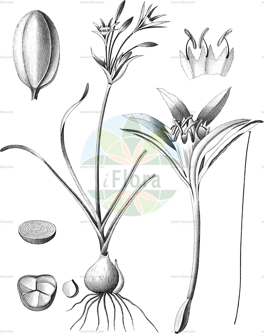 Pancratium maritimum - Amaryllidaceae,Plantae,Pteridobiotina,Angiosperms,Asparagales,Amaryllidaceae,Pancratium,Pancratium maritimum,Hymenocallis caroliniana, Hymenocallis lacera, Hymenocallis maritima, Hymenocallis ruizii, Pancratium abchasicum, Pancratium aegyptiacum, Pancratium angustifolium, Pancratium angustifolium, Pancratium barcinonense, Pancratium carolinianum, Pancratium linosae, Pancratium mirennae, Scilla parva,Dünen-Pankrazlilie;narcisse de mer;lis mathiole;lis de mer;pancrace;amor mio;amormio;azucena de la Virgen;azucena de mar;azucena marina;corona de rey;lirio de la Virgen;narciso coronado;narciso marino;nardo;nardo marino;pancracio;narciso marino;narcisco-das-areias;narciso-das-areias;cebola-cesem;cebola-das-gaivotas;cebola-do-mar;lírio-das-areias;kumzambağı;zambak deti;assutzena blanca;assutzena d'arena;assutzena marina;ceba marina;lliri de Canet;lliri de mar;lliri de platja;lliri de Santa Cristina;nadala marina;nadaleta de mar;narcís de mar;nard coronat;primorski žilj;морски панкрациум;chavalzelet hachof;חֲבַצֶּלֶת הַחוֹף;Ilju tar-ramel;narċis tar-ramel;pankrazju