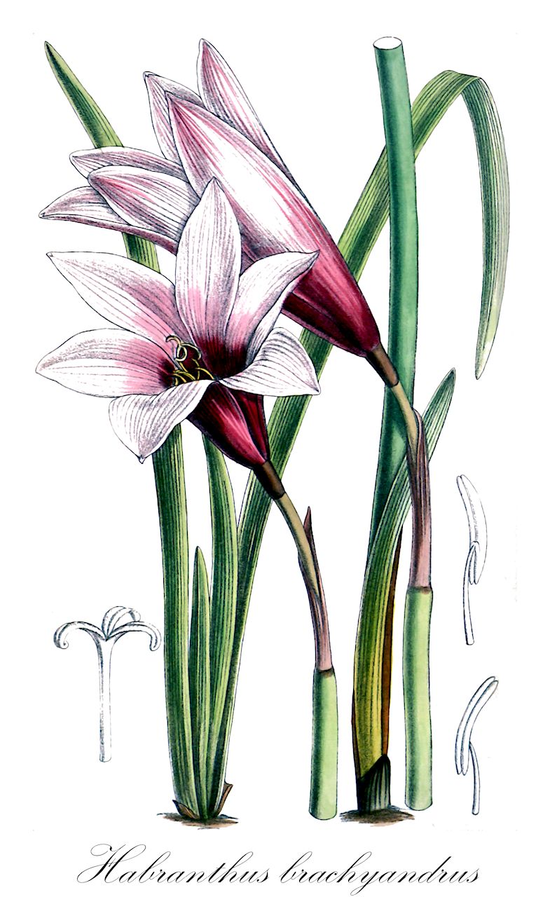 Habranthus brachyandrus - Amaryllidaceae,Plantae,Pteridobiotina,Angiosperms,Asparagales,Amaryllidaceae,Habranthus,Habranthus brachyandrus,Hippeastrum brachyandrum, Zephyranthes brachyandra, Zephyranthes porphyrospila