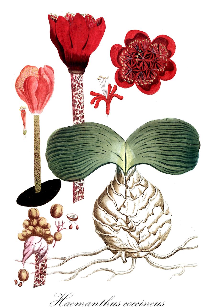 Haemanthus coccineus - Amaryllidaceae,Plantae,Pteridobiotina,Angiosperms,Asparagales,Amaryllidaceae,Haemanthus,Haemanthus coccineus,Haemanthus callosus, Haemanthus carinatus, Haemanthus coarctatus, Haemanthus concolor, Haemanthus crassipes, Haemanthus hookerianus, Haemanthus hyalocarpus, Haemanthus latifolius, Haemanthus moschatus, Haemanthus splendens, Haemanthus tigrinus, Haemanthus zebrinus, Perihemia coarctata