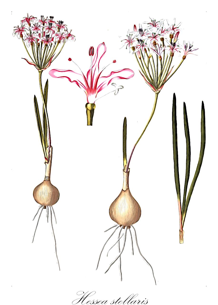Hessea stellaris - Amaryllidaceae,Plantae,Pteridobiotina,Angiosperms,Asparagales,Amaryllidaceae,Hessea,Hessea stellaris,Amaryllis stellaris, Carpolyza stellaris, Hessea cinnabarina, Hessea schlechteri, Hessea weberlingiorum, Periphanes stellaris, Strumaria stellaris