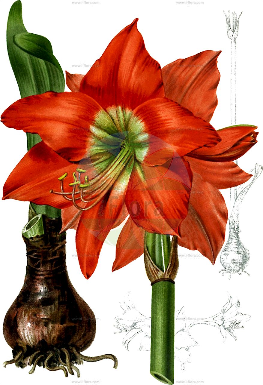 Hippeastrum puniceum - Amaryllidaceae,Plantae,Pteridobiotina,Angiosperms,Asparagales,Amaryllidaceae,Hippeastrum,Hippeastrum puniceum,Amaryllis barbata, Amaryllis barreirasa, Amaryllis belladonna, Amaryllis belladonna subsp. barbata, Amaryllis belladonna subsp. haywardii, Amaryllis belladonna subsp. major, Amaryllis belladonna var. barbata, Amaryllis belladonna var. major, Amaryllis belladonna var. semiplena, Amaryllis biflora, Amaryllis brasiliensis, Amaryllis crociflora, Amaryllis dubia, Amaryllis equestris, Amaryllis equestris var. major, Amaryllis ignescens, Amaryllis punicea, Amaryllis pyrrhocroa, Amaryllis roezlii, Amaryllis spathacea, Aschamia equestris, Crinum barbatum, Hippeastrum barbatum, Hippeastrum barreirasum, Hippeastrum crociflorum, Hippeastrum equestre, Hippeastrum equestre var. majus, Hippeastrum equestre var. minus, Hippeastrum equestre var. semiplenum, Hippeastrum equestre var. wolteri, Hippeastrum ignescens, Hippeastrum occidentale, Hippeastrum puniceum, Hippeastrum puniceum f. barbatum, Hippeastrum puniceum f. pyrrochroum, Hippeastrum puniceum f. roezlii, Hippeastrum puniceum f. spathaceum, Hippeastrum puniceum var. majus, Hippeastrum purpureum, Hippeastrum pyrrochroum, Hippeastrum roezlii, Hippeastrum soratense, Hippeastrum spathaceum, Hippeastrum wolteri