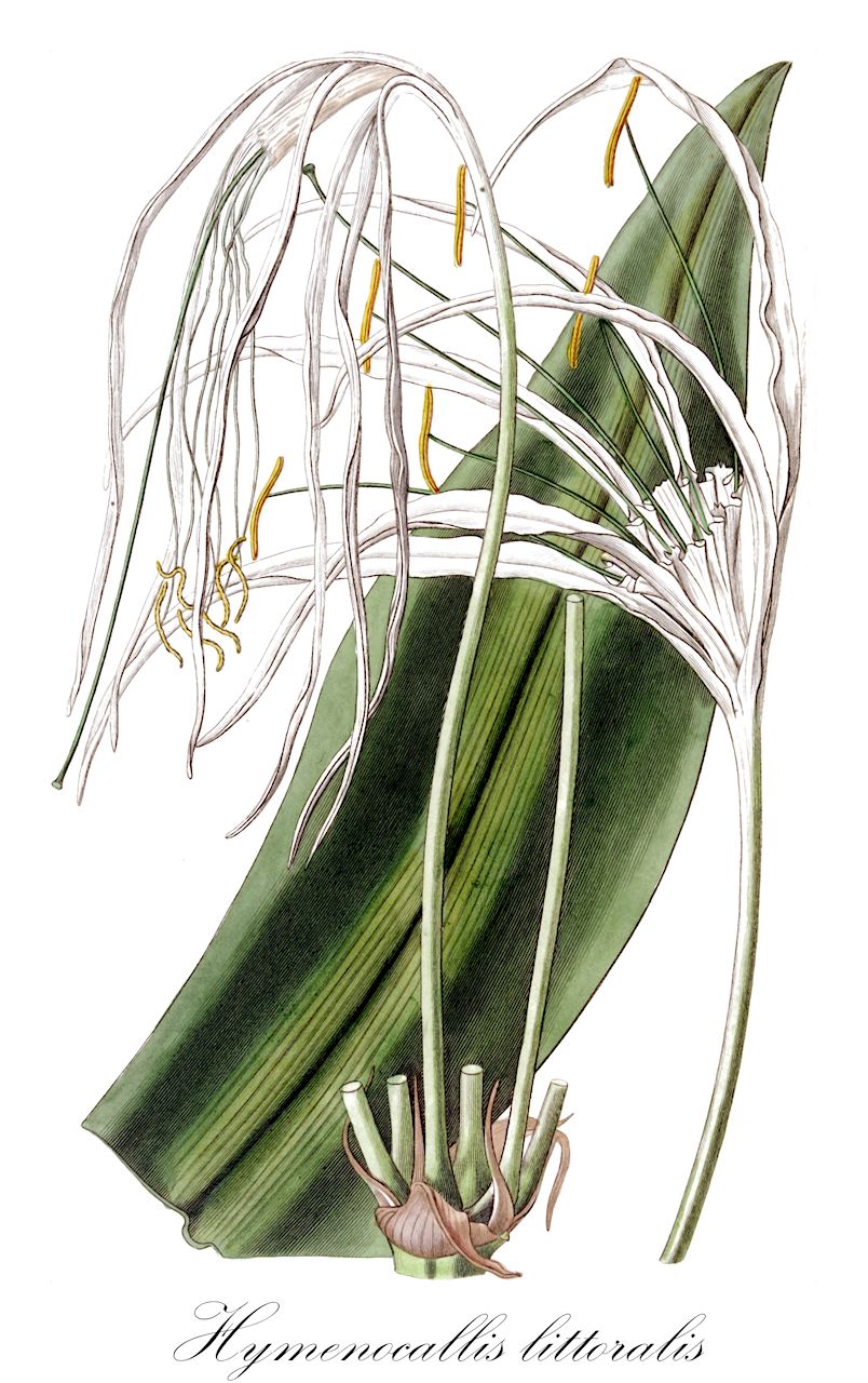 Hymenocallis littoralis - Amaryllidaceae,Plantae,Pteridobiotina,Angiosperms,Asparagales,Amaryllidaceae,Hymenocallis,Hymenocallis littoralis,Hymenocallis adnata, Hymenocallis adnata var. disticha, Hymenocallis adnata var. driandrina, Hymenocallis adnata var. dryanderi, Hymenocallis adnata var. princeps, Hymenocallis adnata var. staplesiana, Hymenocallis americana, Hymenocallis americana f. disticha, Hymenocallis americana f. dryanderi, Hymenocallis americana f. dryandri, Hymenocallis americana f. staplesiana, Hymenocallis arenaria, Hymenocallis biflora, Hymenocallis disticha, Hymenocallis dryanderi, Hymenocallis dryandri, Hymenocallis insignis, Hymenocallis littoralis var. disticha, Hymenocallis littoralis var. dryanderi, Hymenocallis littoralis var. dryandri, Hymenocallis littoralis var. longituba, Hymenocallis niederleinii, Hymenocallis panamensis, Hymenocallis pedalis, Hymenocallis peruviana, Hymenocallis senegambica, Hymenocallis stapelsiana, Hymenocallis staplesii, Hymenocallis tenuiflora, Pancratium americanum, Pancratium distichum, Pancratium dryanderi, Pancratium littorale, Pancratium littorale var. dryanderi, Pancratium littorale var. dryandri, Pancratium pedale, Pancratium pediale, Pancratium staplesii, Pancratium tenuiflorum, Troxistemon distichus, Troxistemon dryanderi, Troxistemon littorale, Troxistemon littoralis