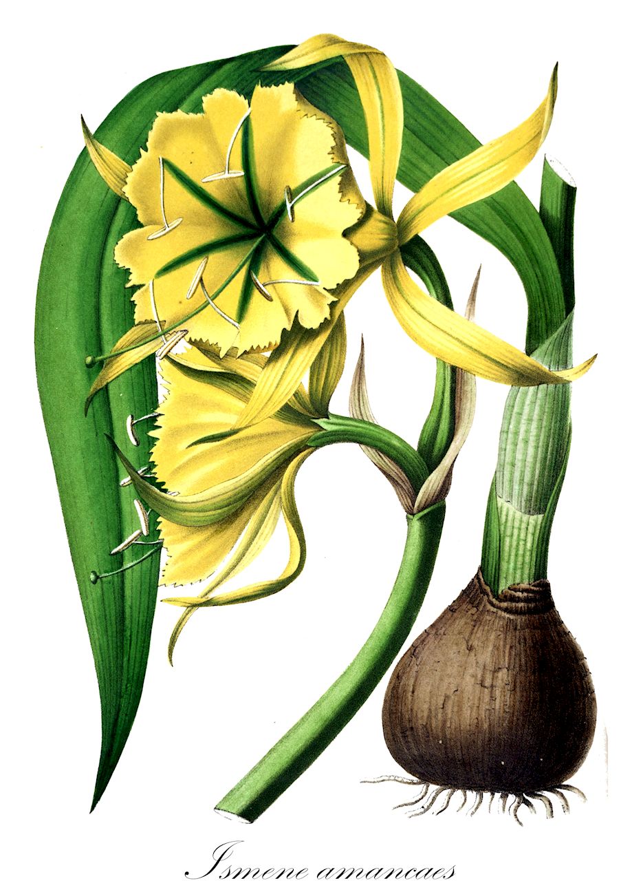 Ismene amancaes - Amaryllidaceae,Plantae,Pteridobiotina,Angiosperms,Asparagales,Amaryllidaceae,Ismene,Ismene amancaes,Hymenocallis amancaes, Hymenocallis amancaes subsp. herbertiana, Ismene crinifolia, Ismene integra, Narcissus amancaes, Pancratium amancaes