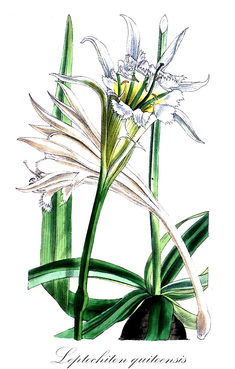 Leptochiton quitoensis - Amaryllidaceae,Plantae,Pteridobiotina,Angiosperms,Asparagales,Amaryllidaceae,Leptochiton,Leptochiton quitoensis,Hymenocallis andreana, Hymenocallis quitoensis, Hymenocallis tenuifolia, Ismene andreana, Ismene tenuifolia, Pamianthe andreana, Pamianthe quitoensis