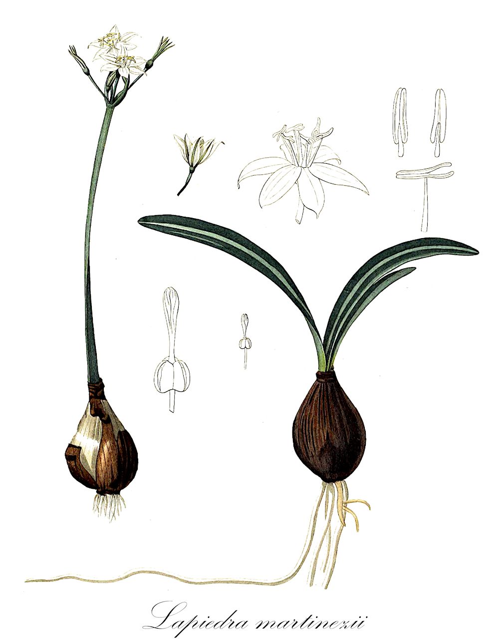 Lapiedra martinezii - Amaryllidaceae,Plantae,Pteridobiotina,Angiosperms,Asparagales,Amaryllidaceae,Lapiedra,Lapiedra martinezii,Crinum martinezii, Lapiedra placiana,flor de la estrella;narciso;cabeta de penya;lliri d'espartar;narciset valencià
