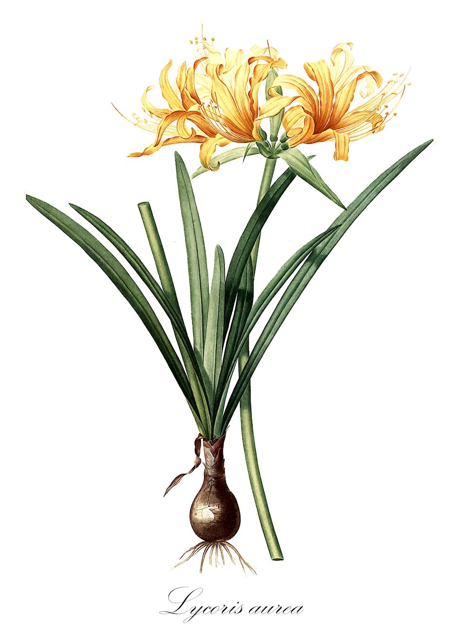 Lycoris aurea - Amaryllidaceae,Plantae,Pteridobiotina,Angiosperms,Asparagales,Amaryllidaceae,Lycoris,Lycoris aurea,Amaryllis africana, Amaryllis aurea, Amaryllis platypetala, Lycoris africana, Lycoris aurea var. angustitepala, Lycoris aurea var. aurea, Lycoris aurea var. surgens, Lycoris lajolla, Nerine aurea